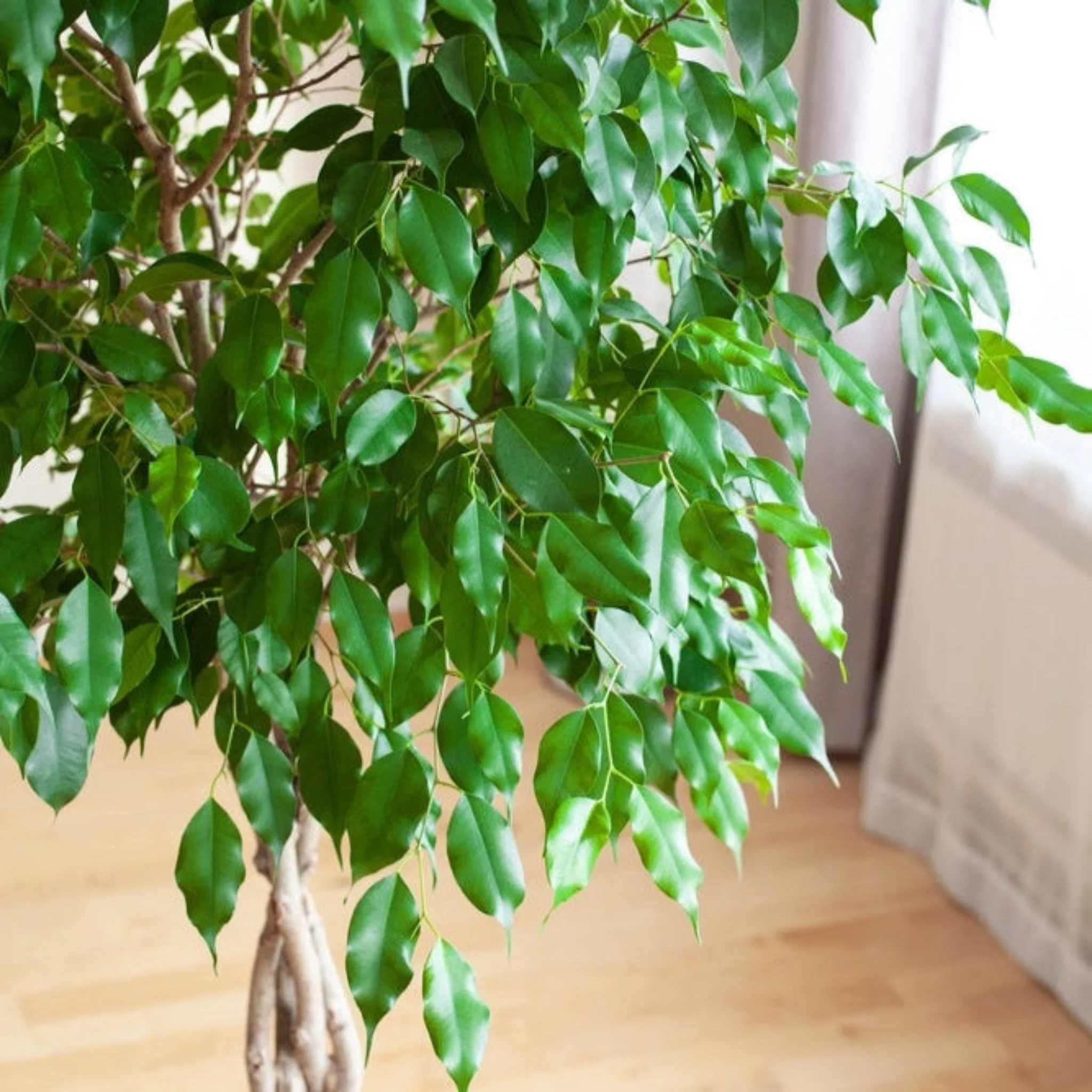 Braided Benjamina Ficus - Image 2