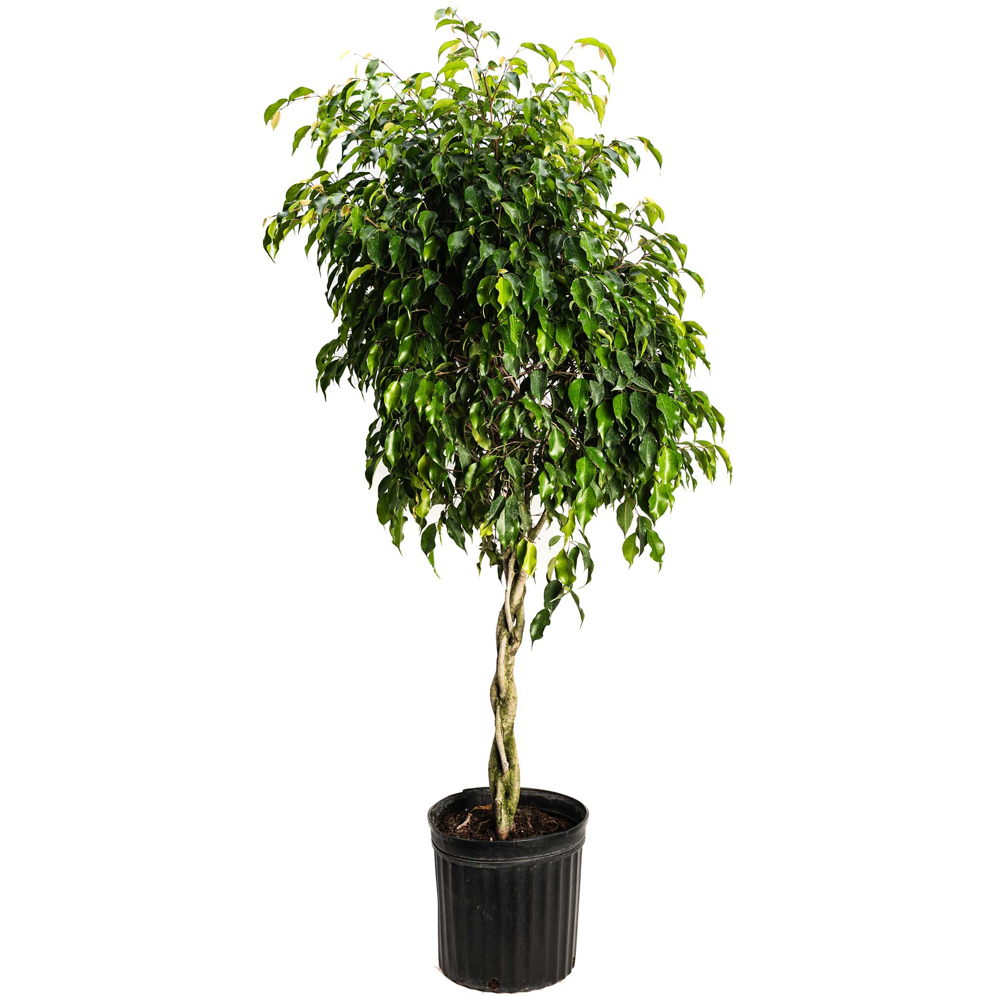 Braided Benjamina Ficus - Image 3
