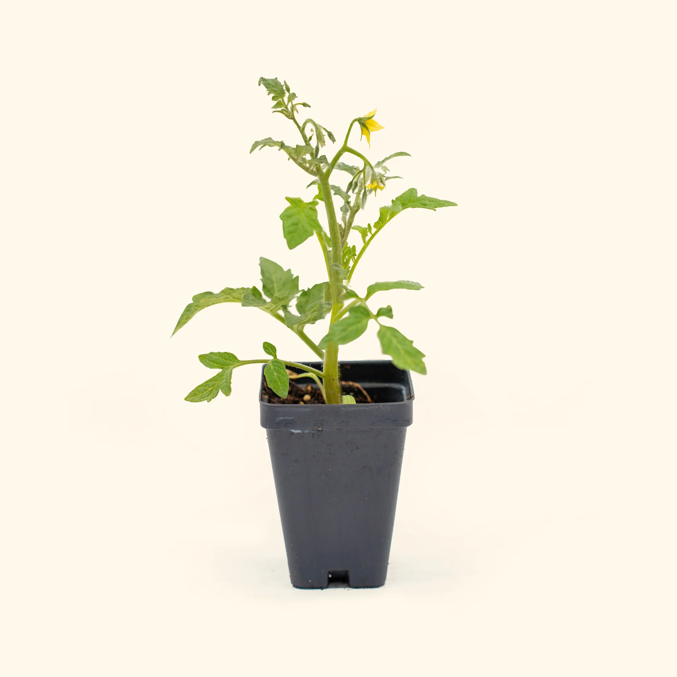 Brandywine Pink Tomato Seedling - Image 2