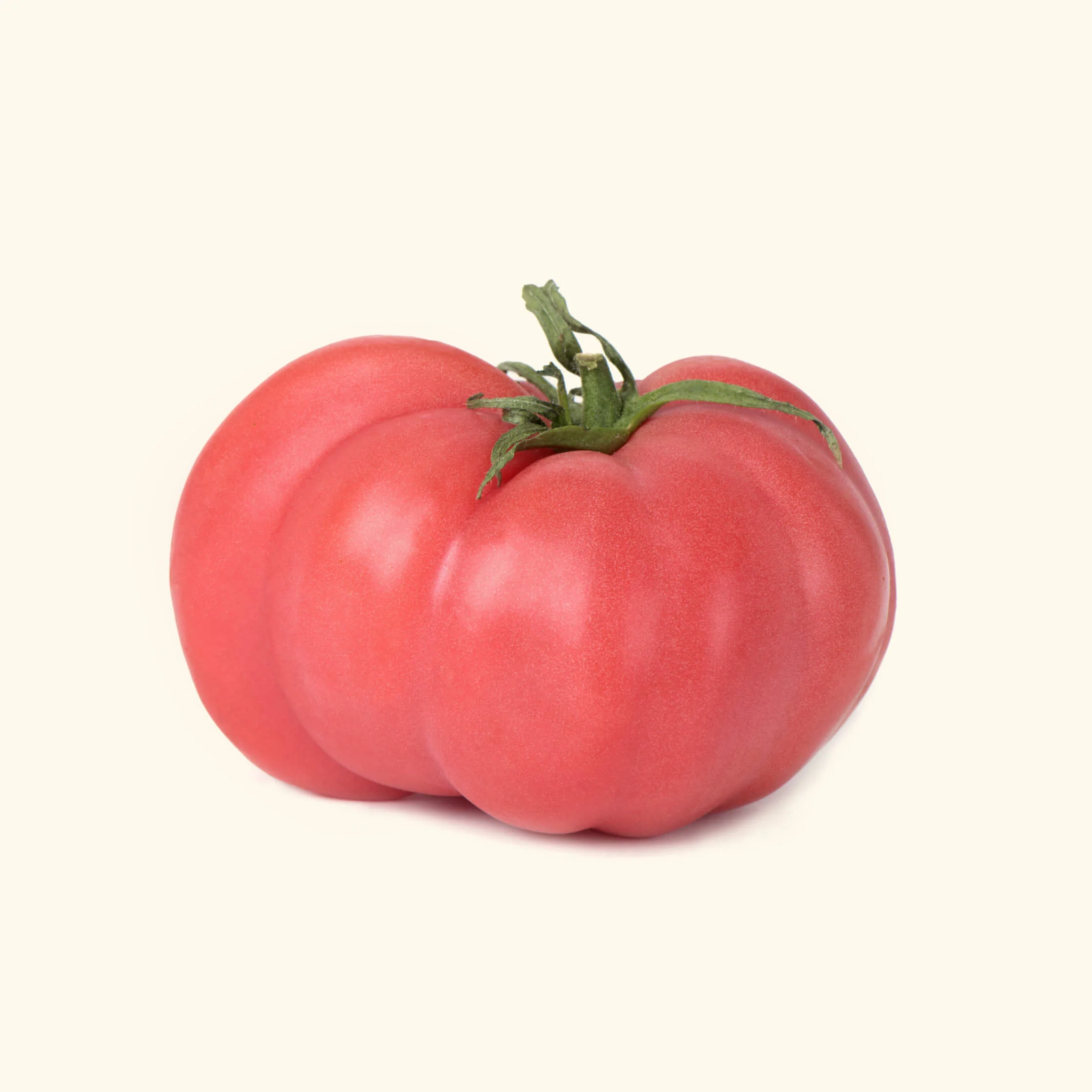 Brandywine Pink Tomato Seedling - Image 6