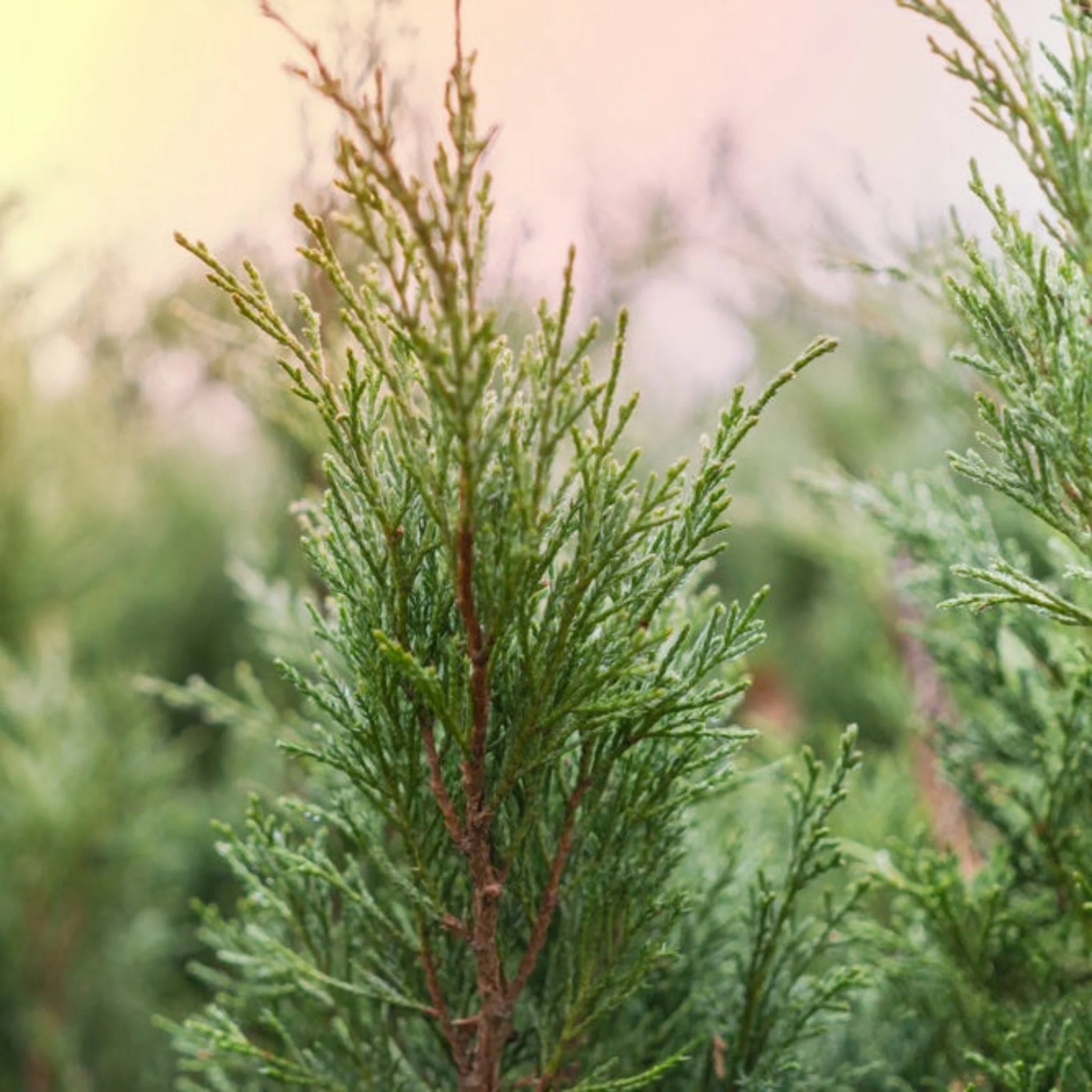 Brodie Eastern Red Cedar - Image 2