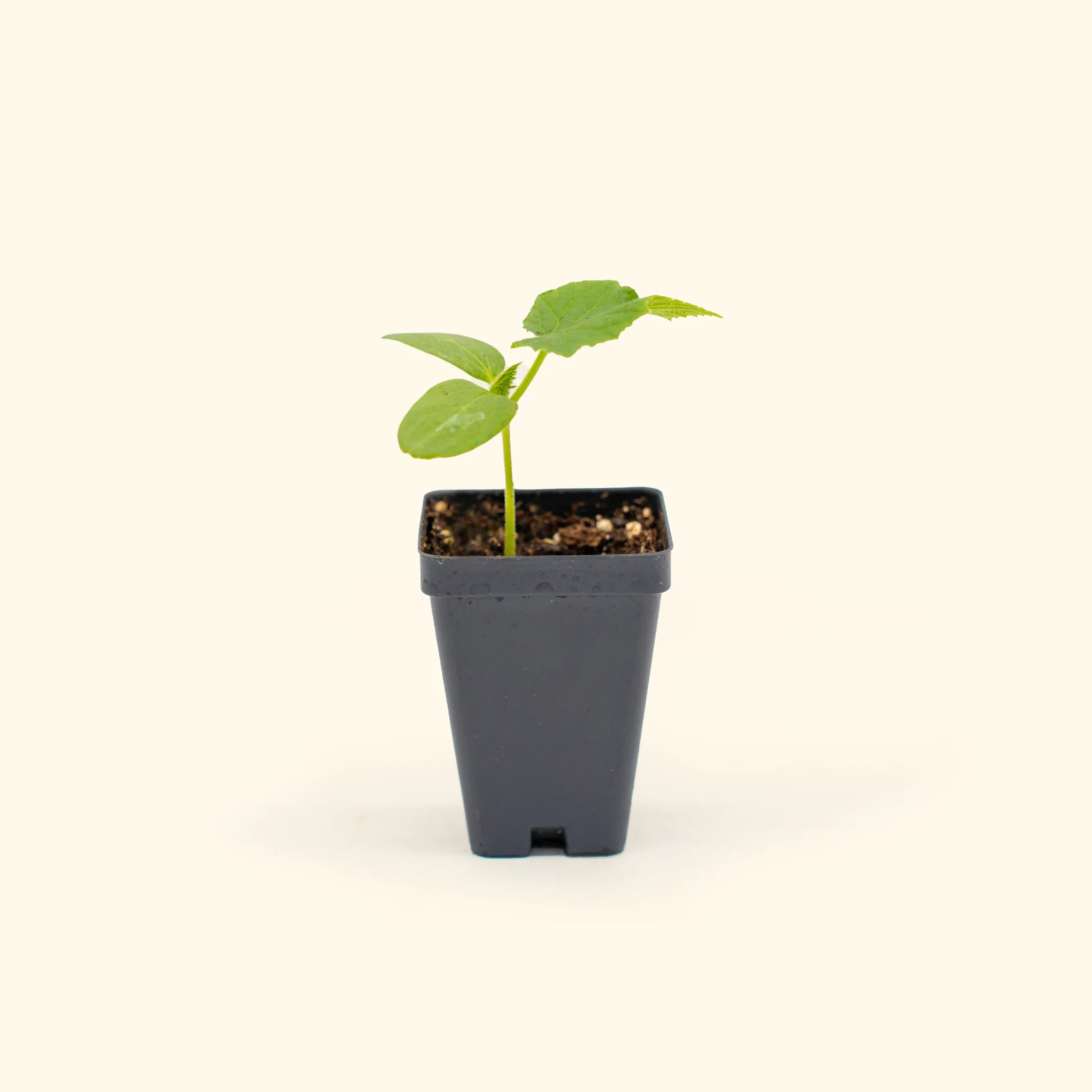 Burpless Cucumber Seedling - Image 2