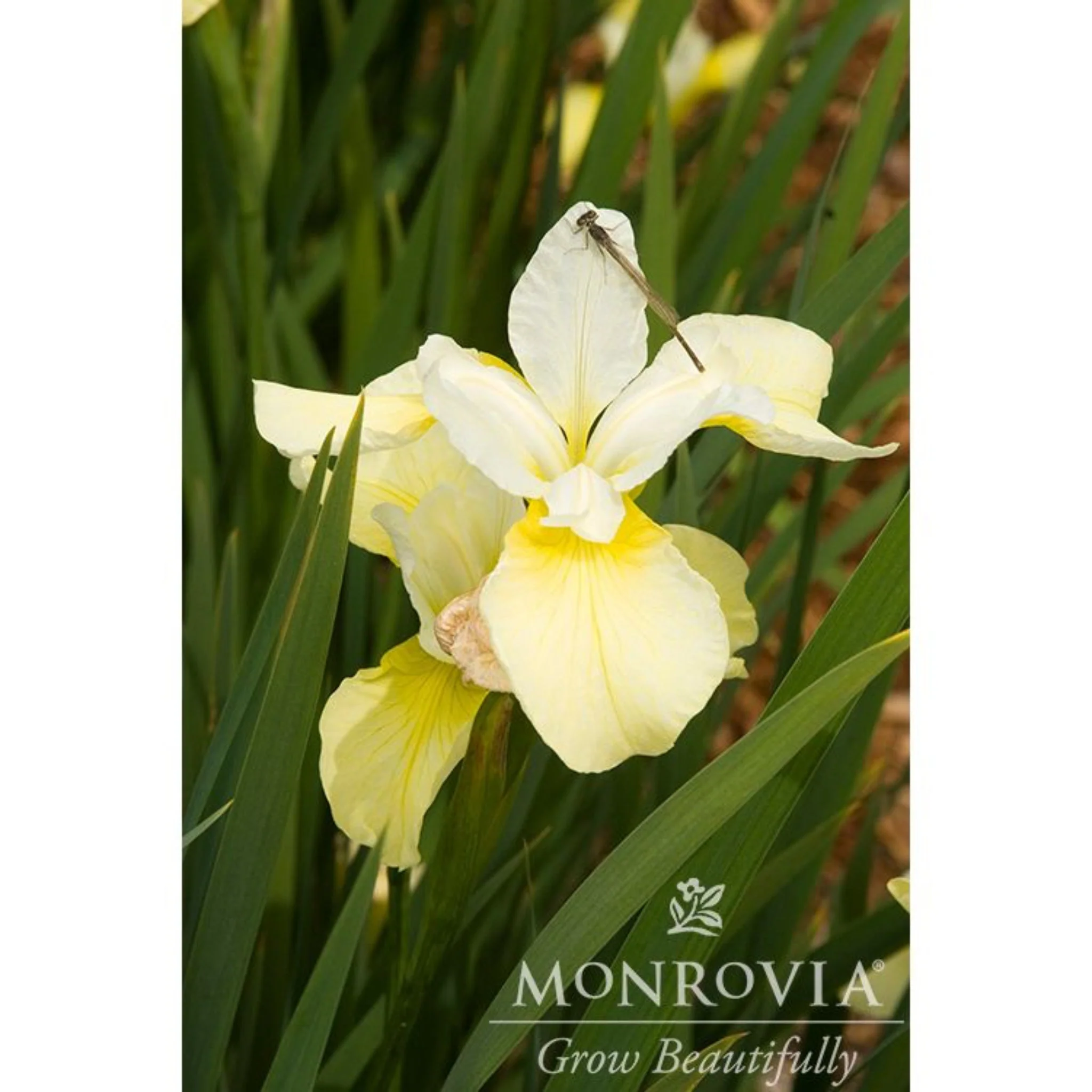 Butter & Sugar Siberian Iris - Image 2