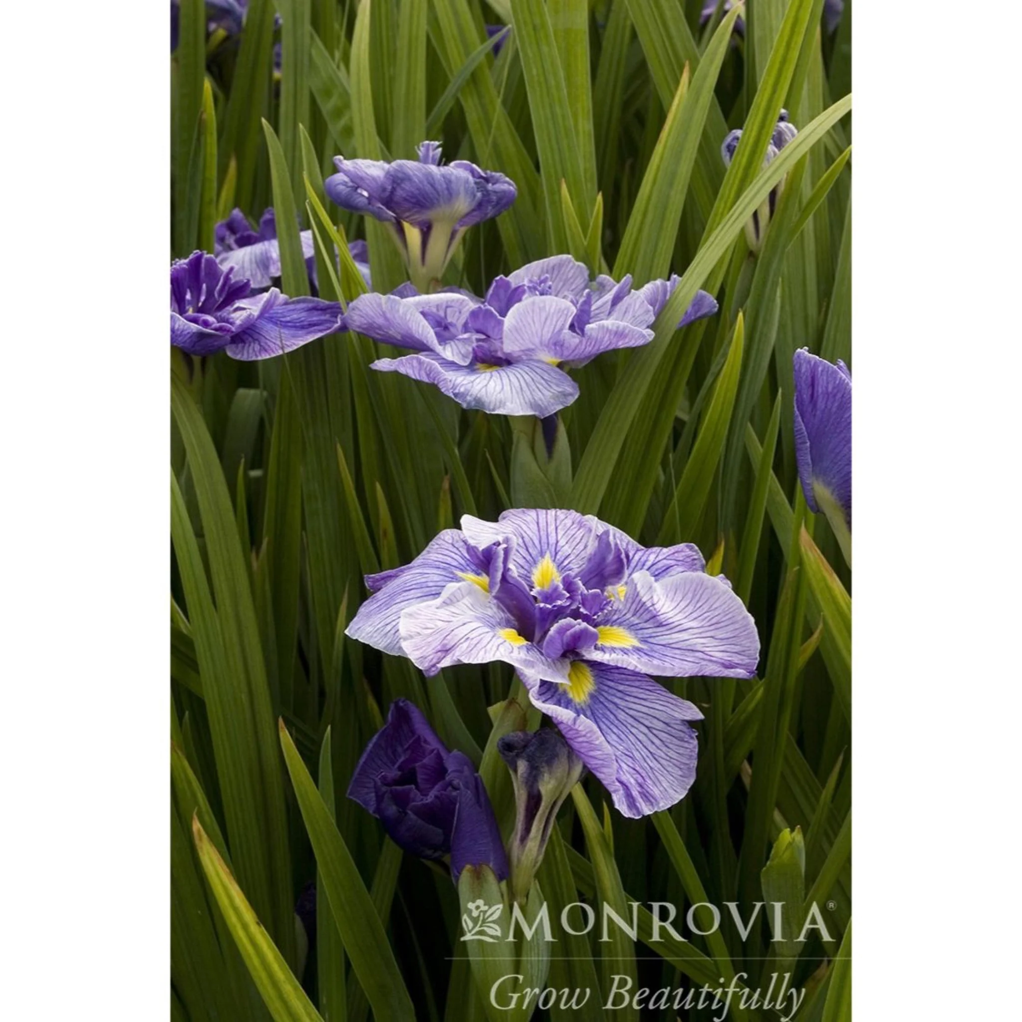 Butterflies in Flight Japanese Iris - Image 2