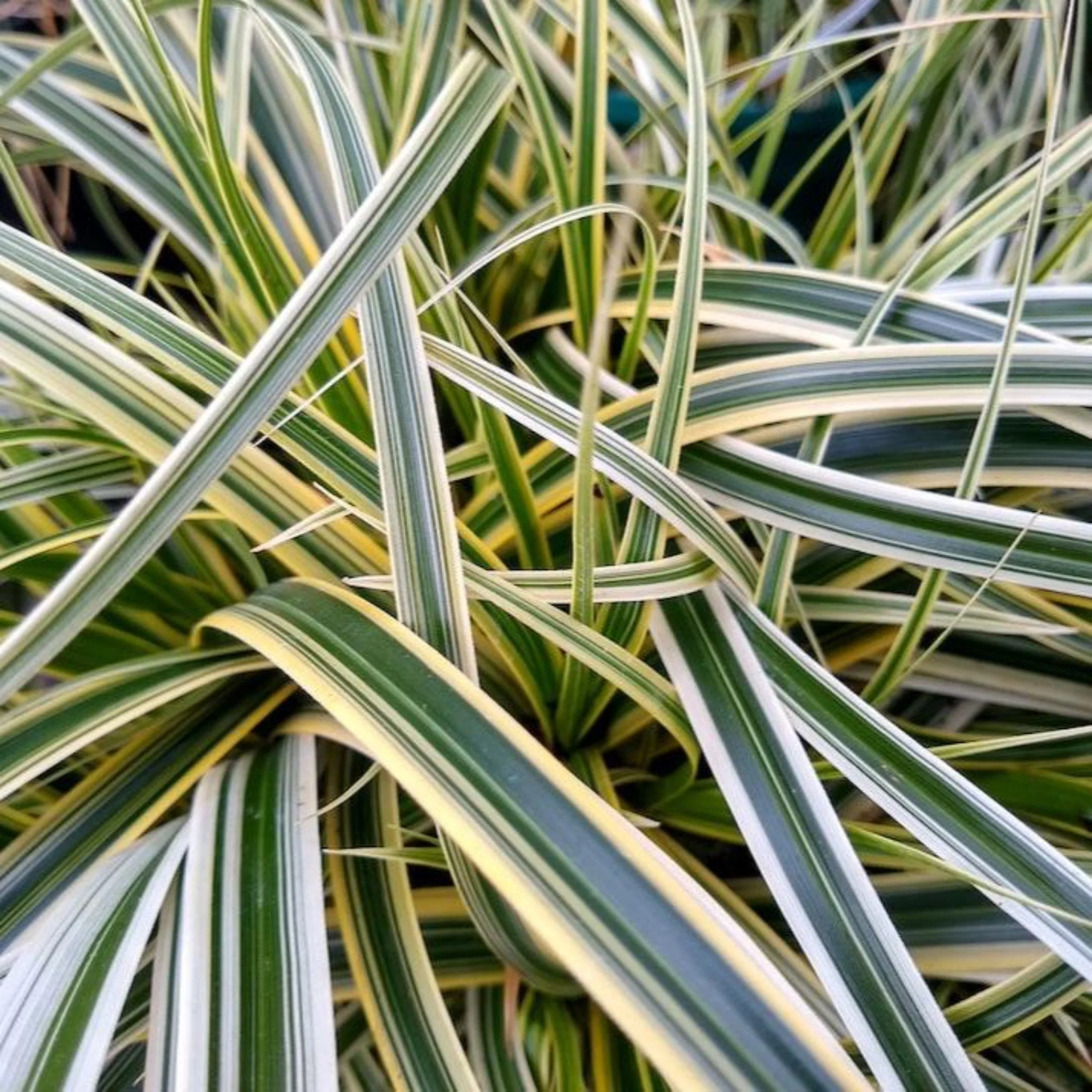 Carex Feather Falls™ - Image 2