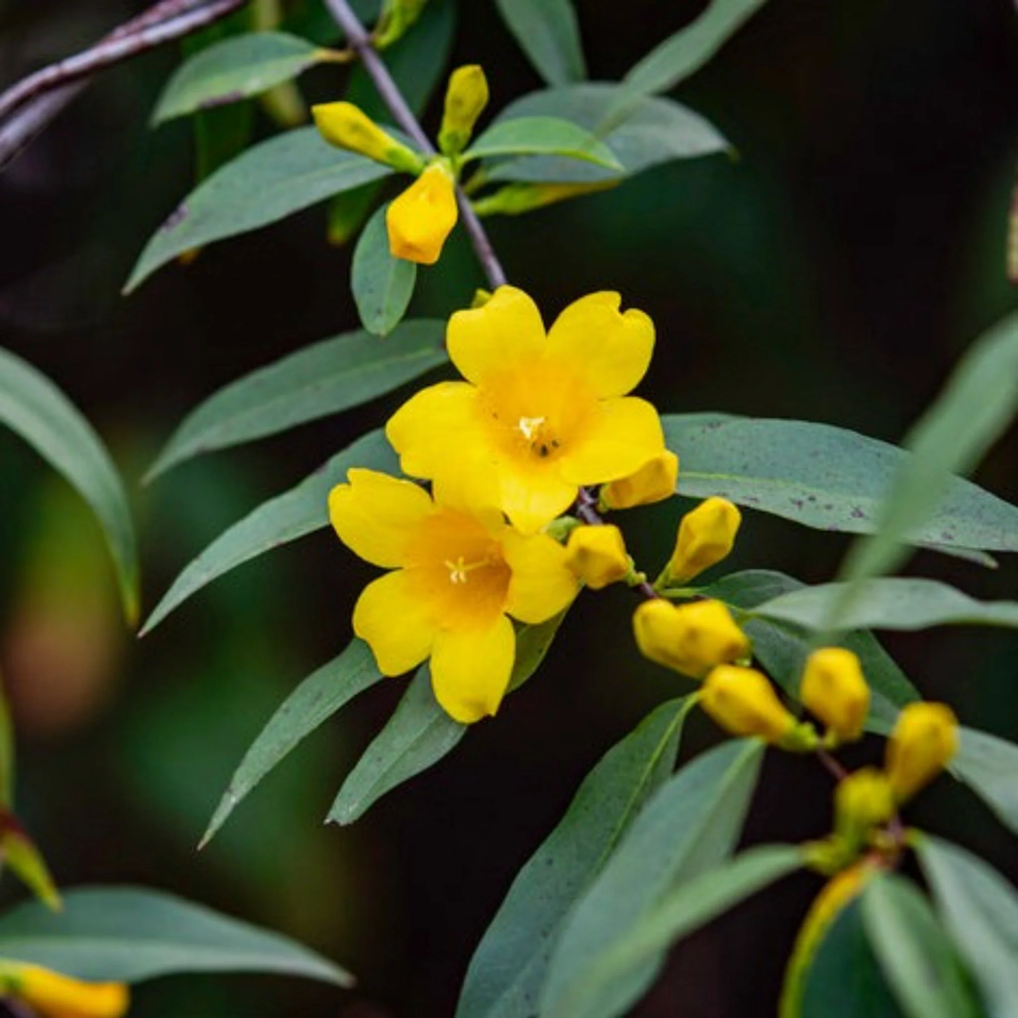 Carolina Jasmine - Image 2