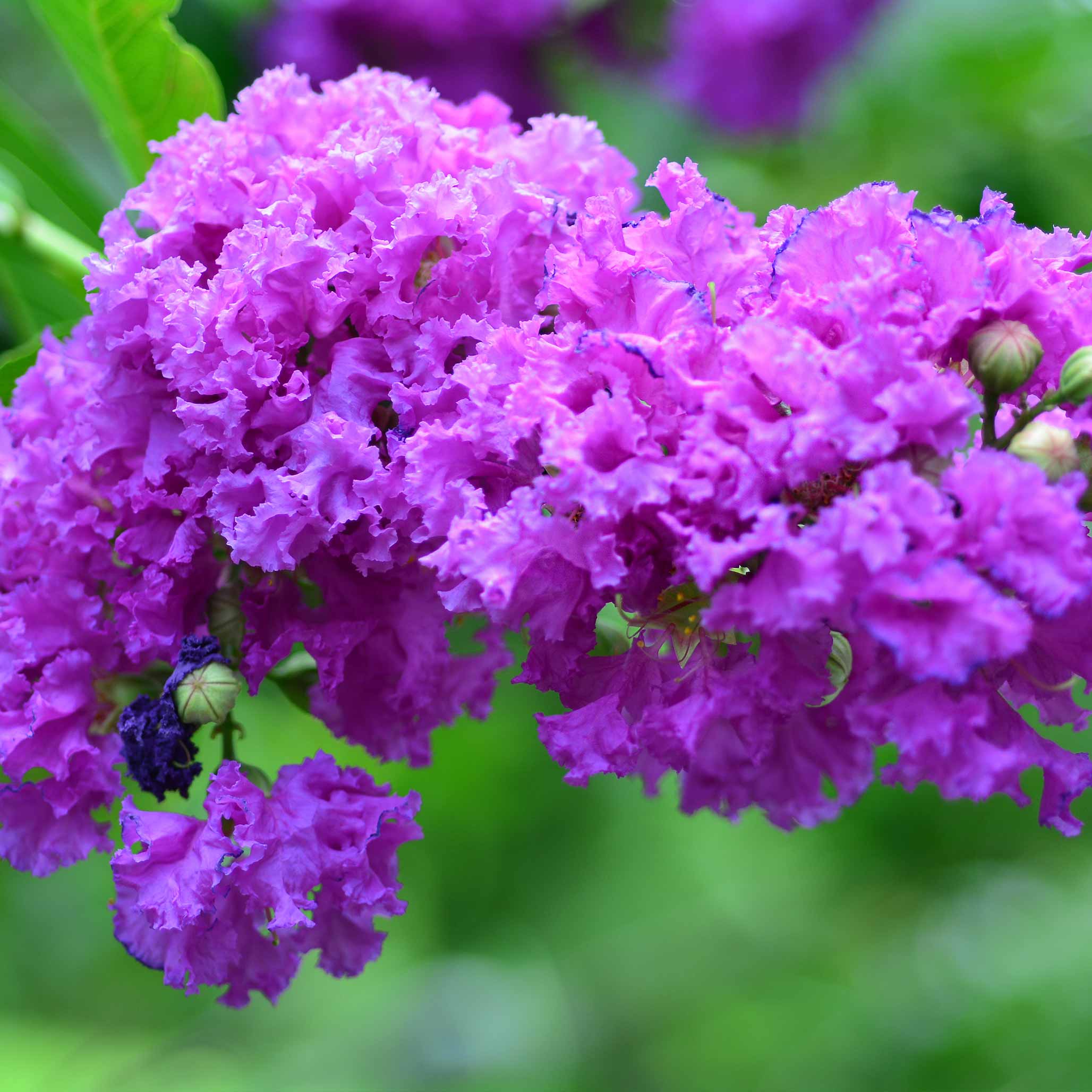 Catawba Crape Myrtle - Image 2