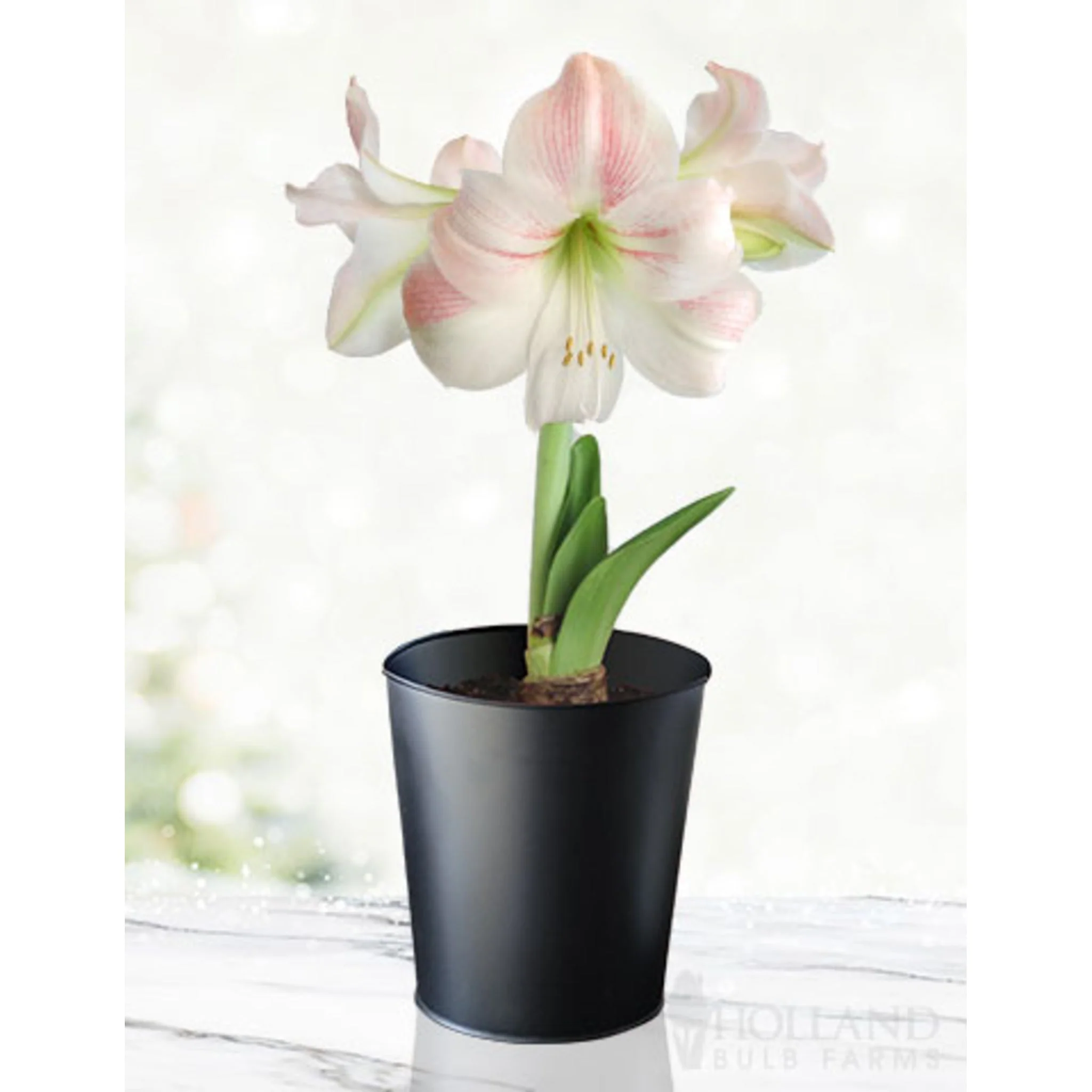 'Charming' Amaryllis Kit - Image 2