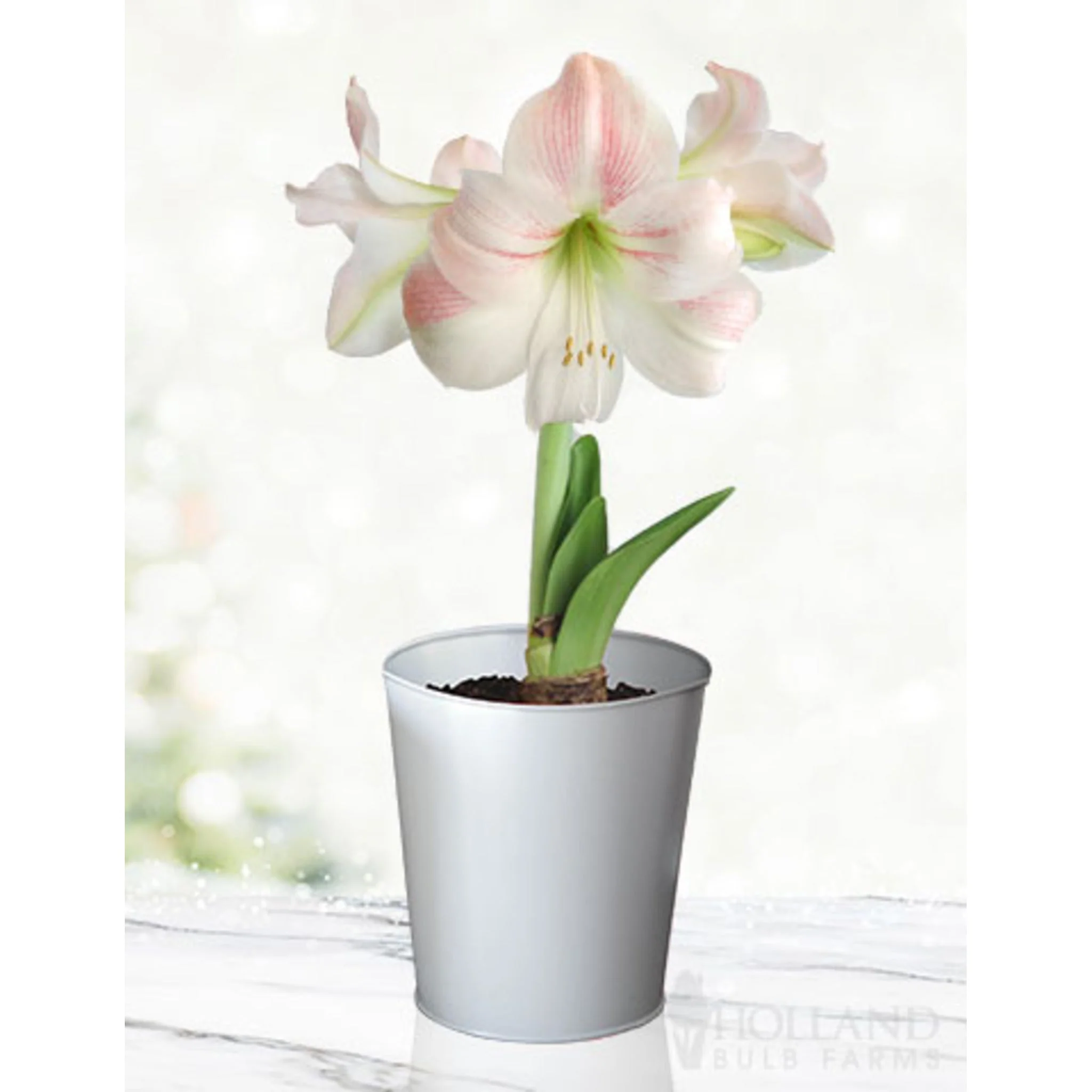 'Charming' Amaryllis Kit - Image 3
