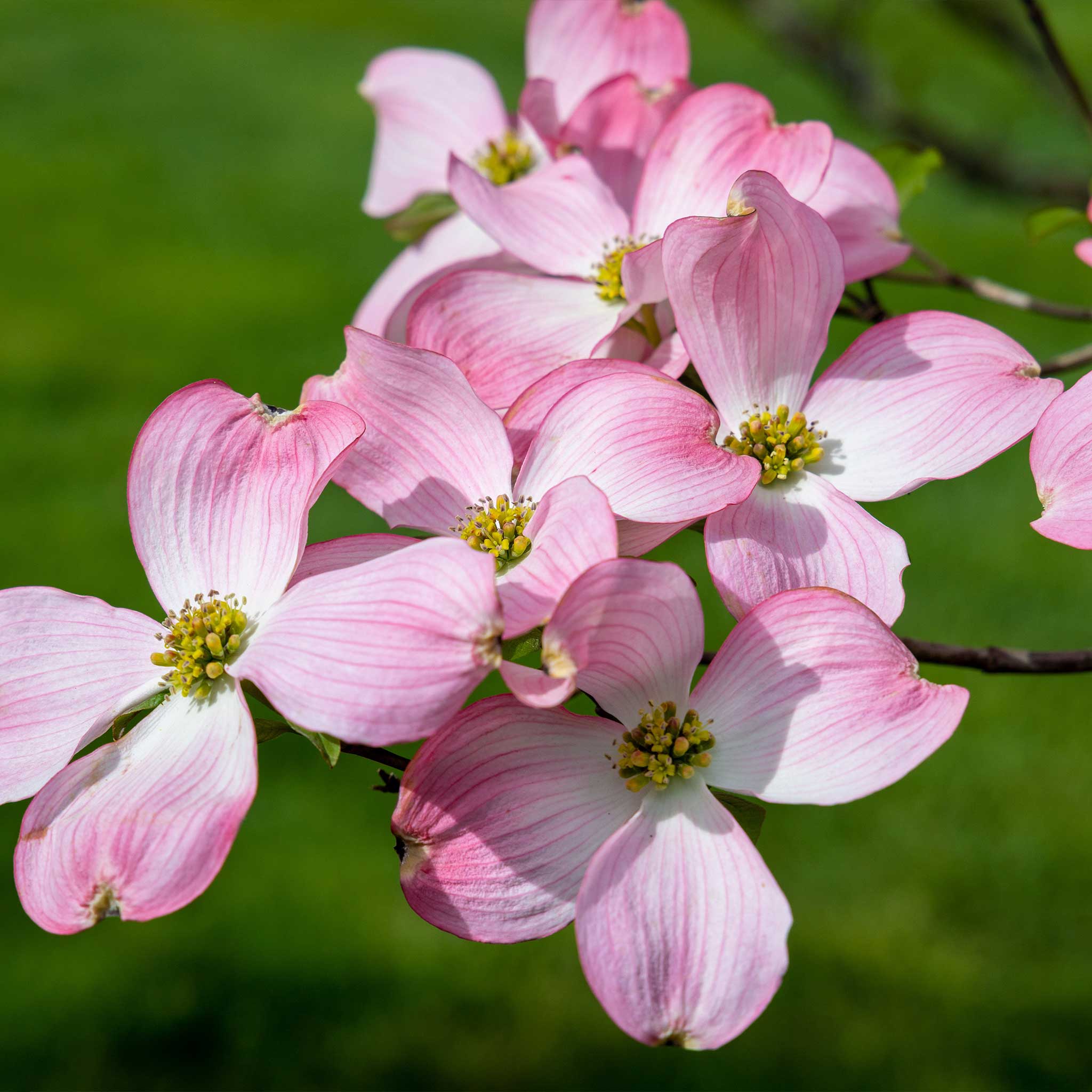 Cherokee Brave Pink Dogwood - Image 2