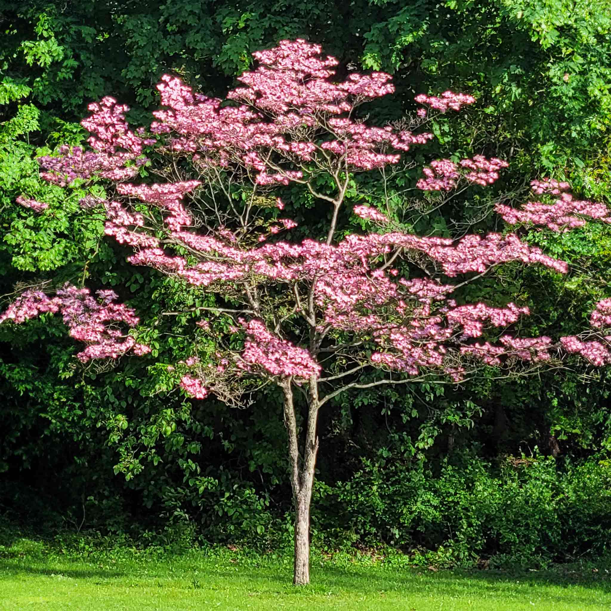 Cherokee Brave Pink Dogwood - Image 3