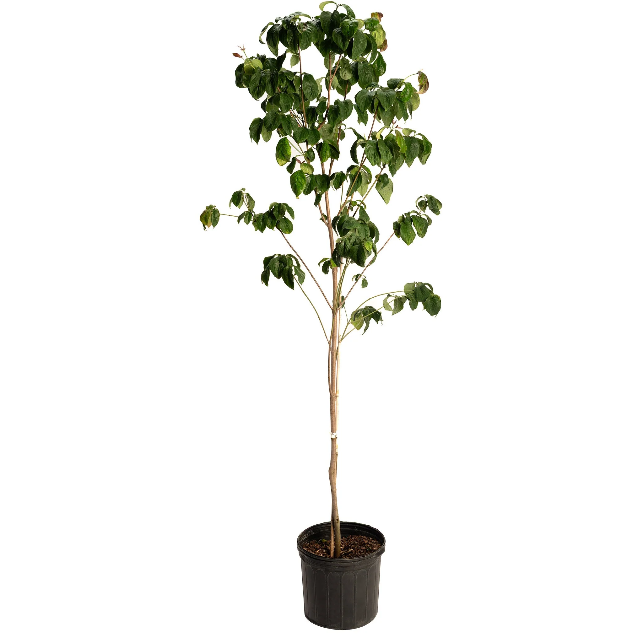 Cherokee Brave Pink Dogwood - Image 5
