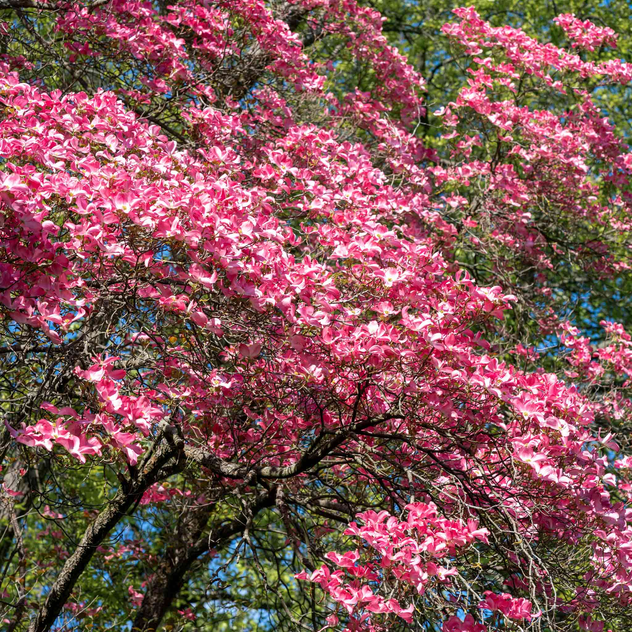 Cherokee Chief Pink Dogwood - Image 2