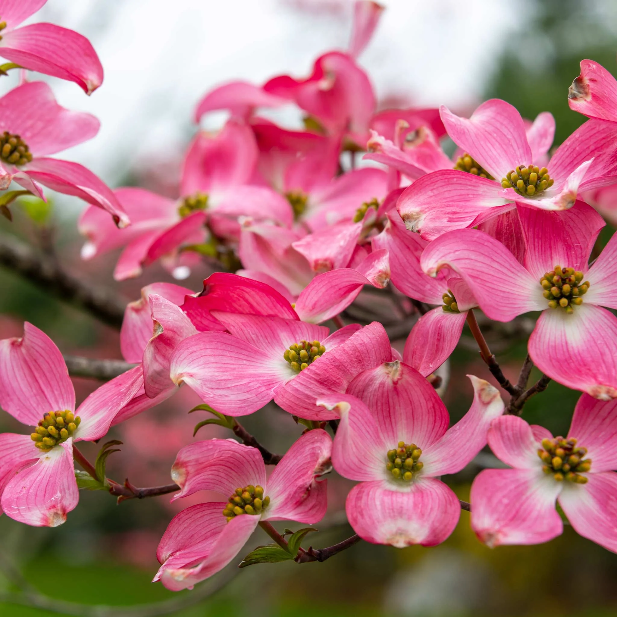 Cherokee Chief Pink Dogwood - Image 3