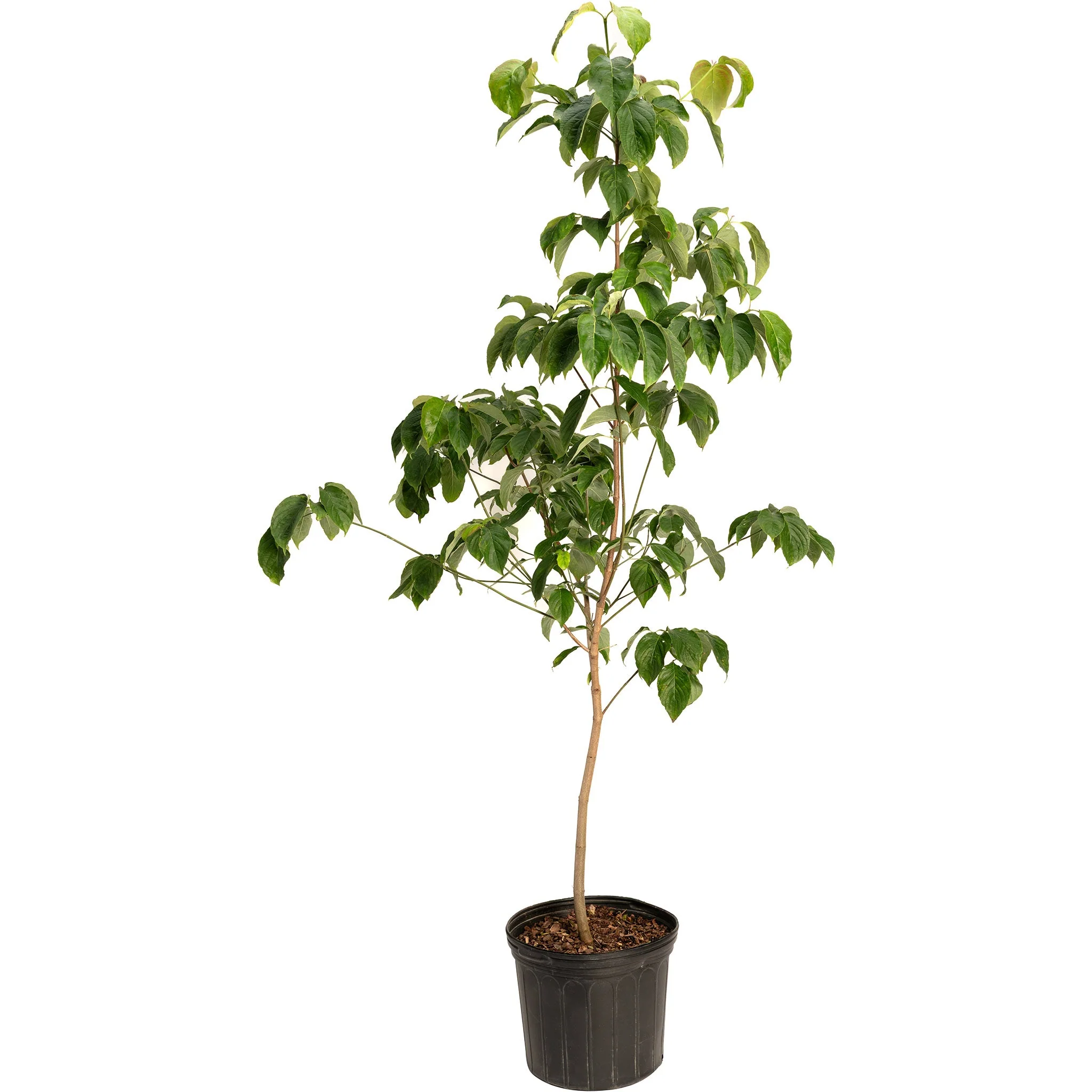 Cherokee Chief Pink Dogwood - Image 4