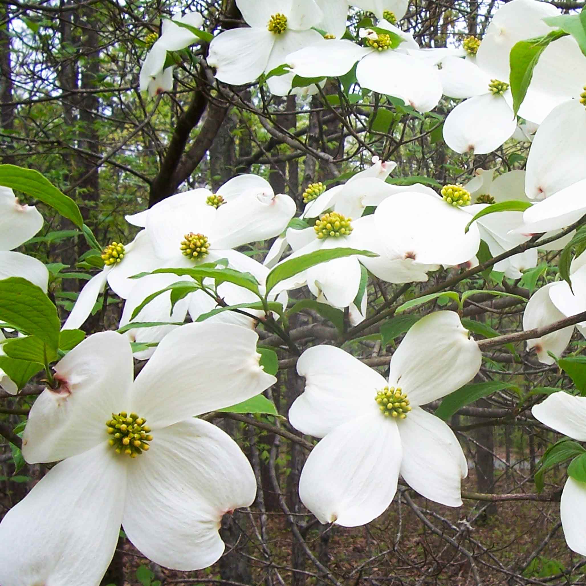 Cherokee Princess® Dogwood Tree - Image 2