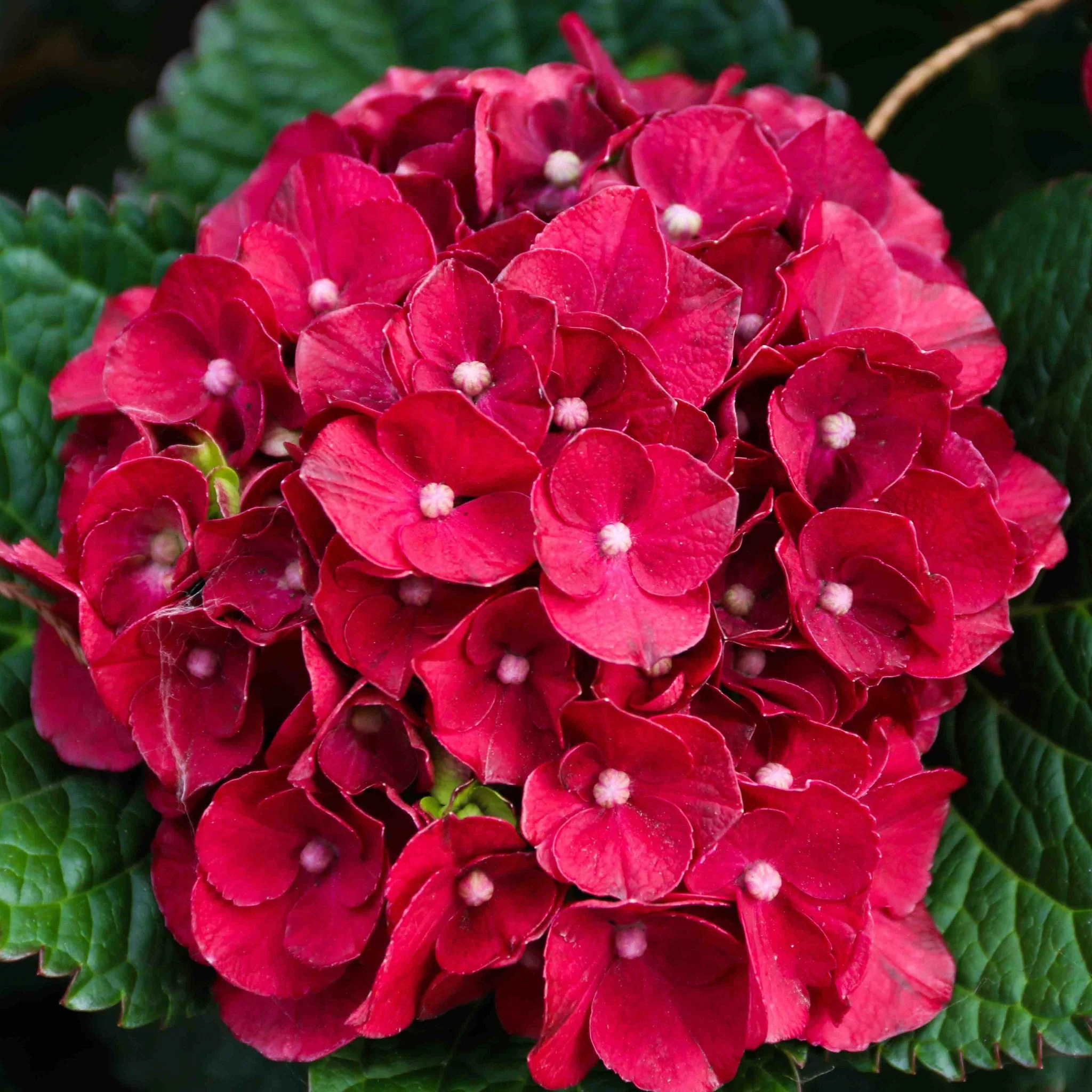 Cherry-Go-Round® Reblooming Hydrangea - Image 2