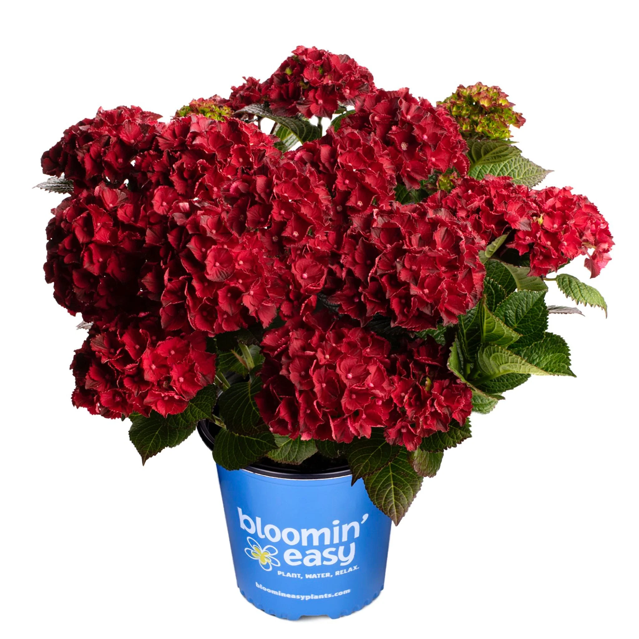 Cherry-Go-Round® Reblooming Hydrangea - Image 3