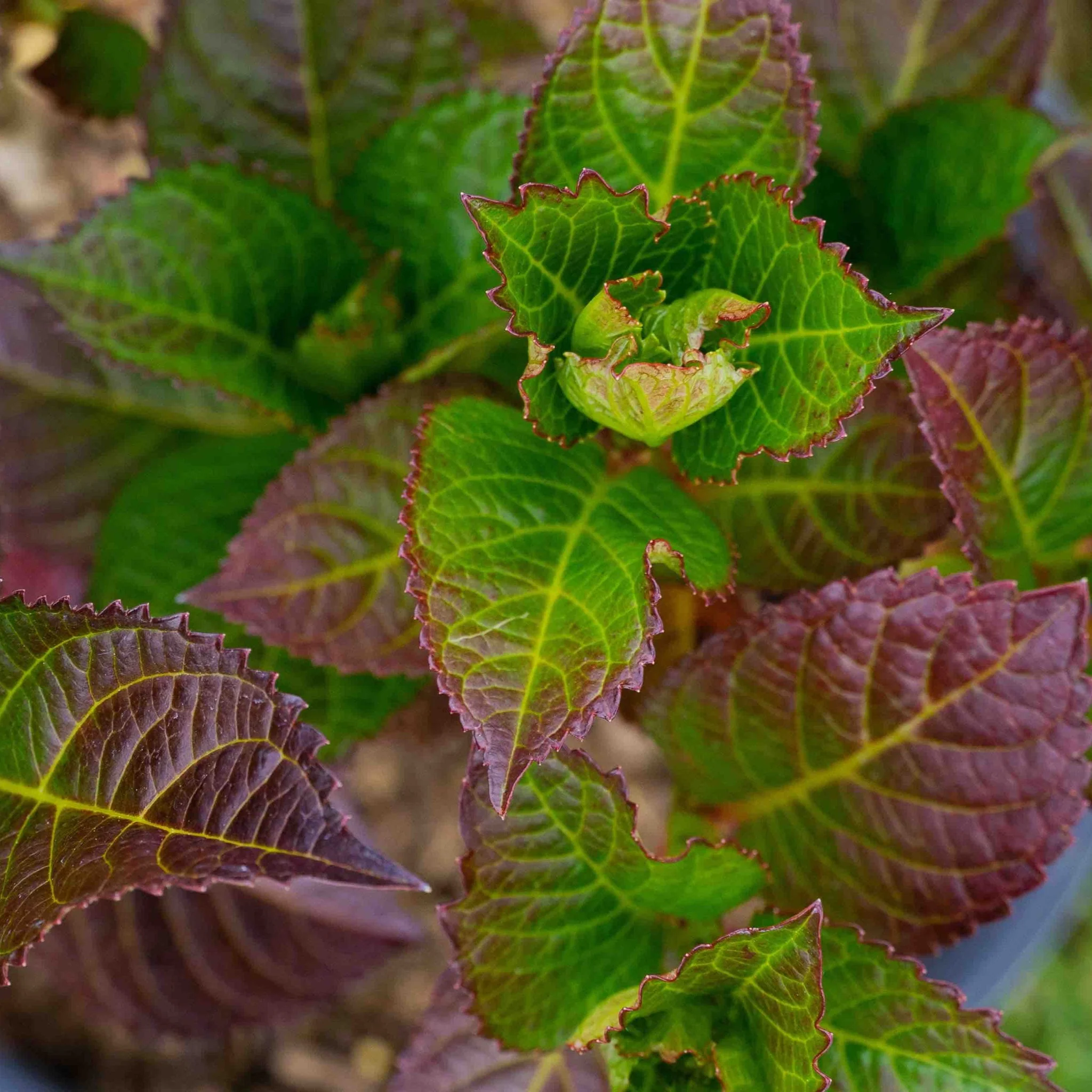Cherry-Go-Round® Reblooming Hydrangea - Image 4