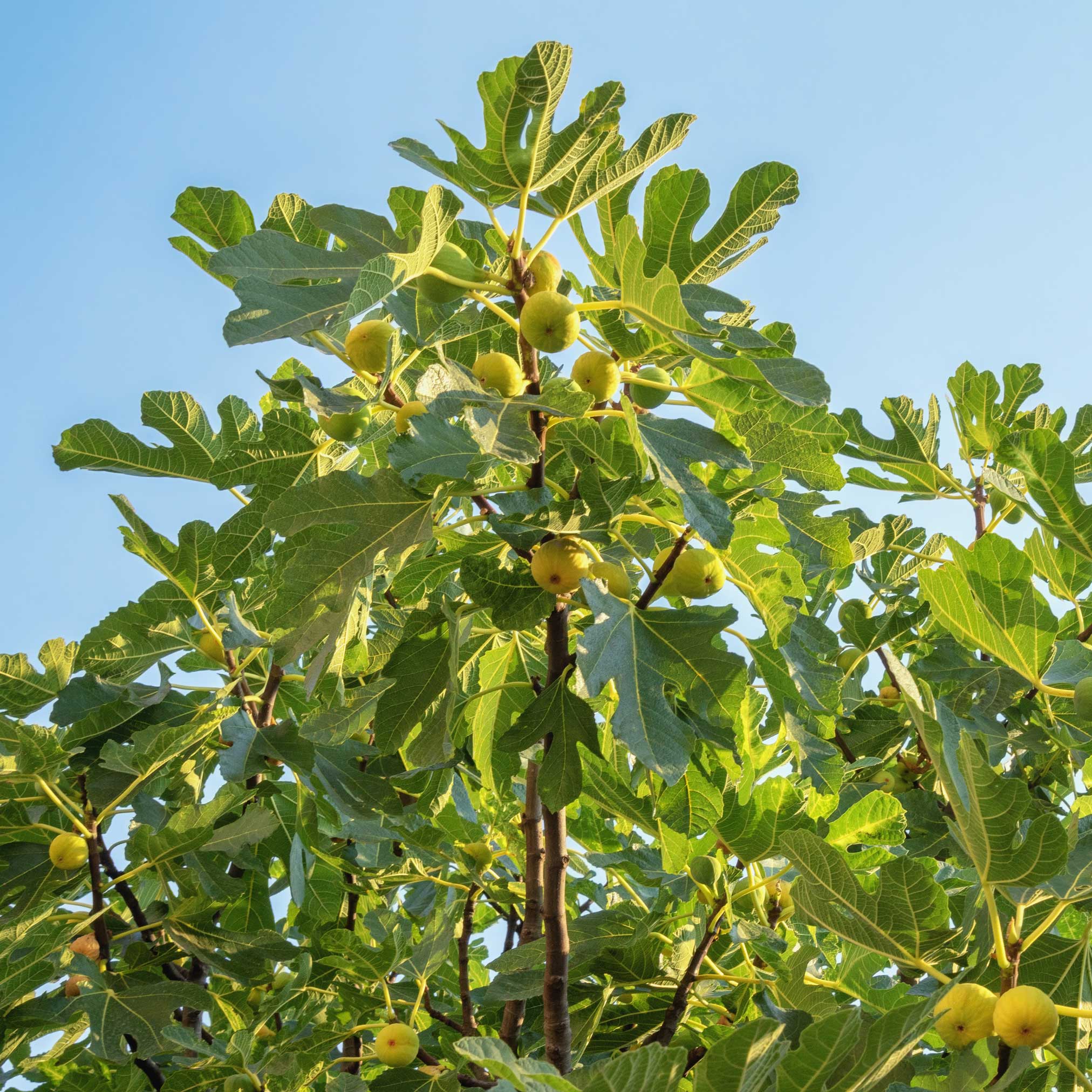 Chicago Hardy Fig Tree - Image 2
