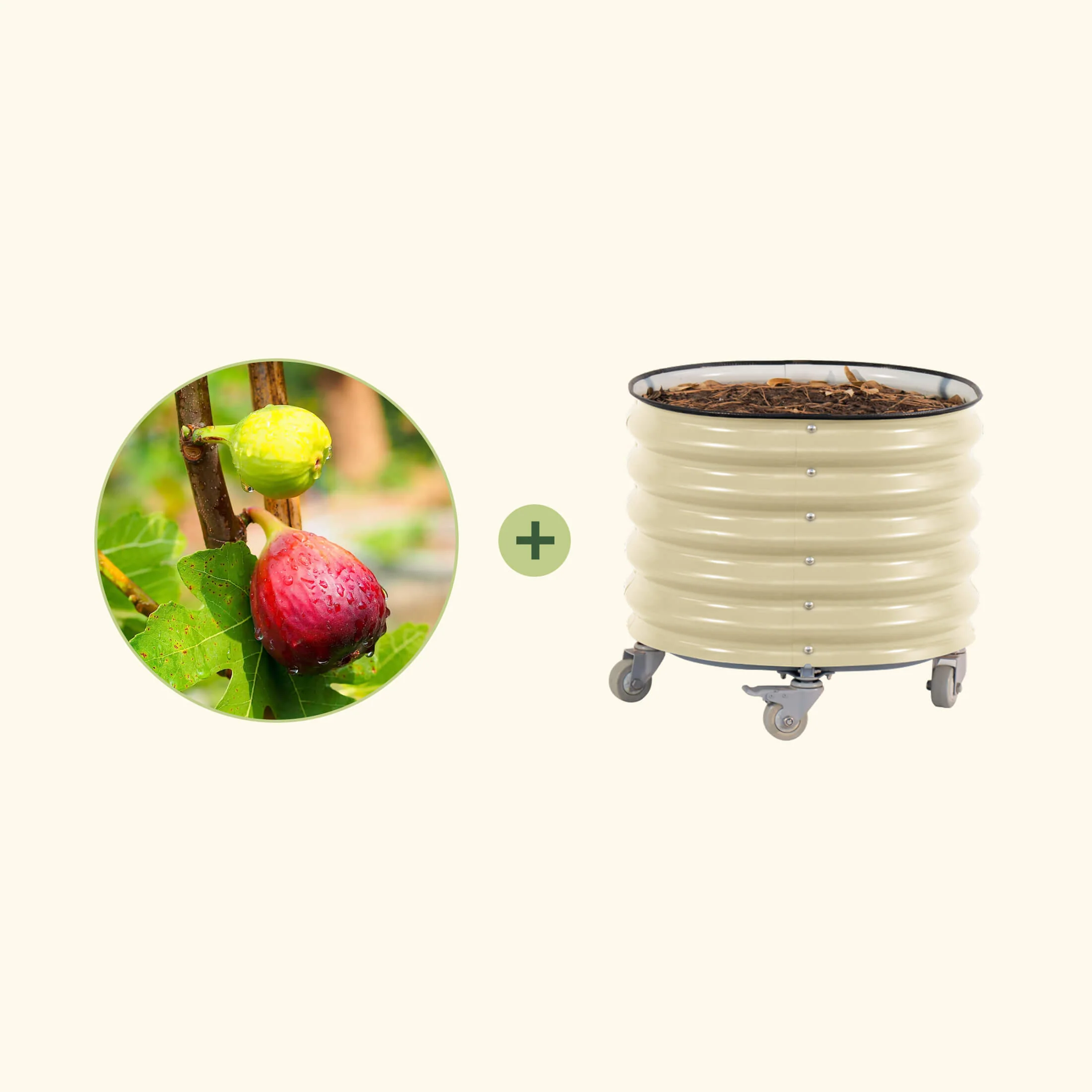 Chicago Hardy Fig Tree with Rolling Planter - Image 3