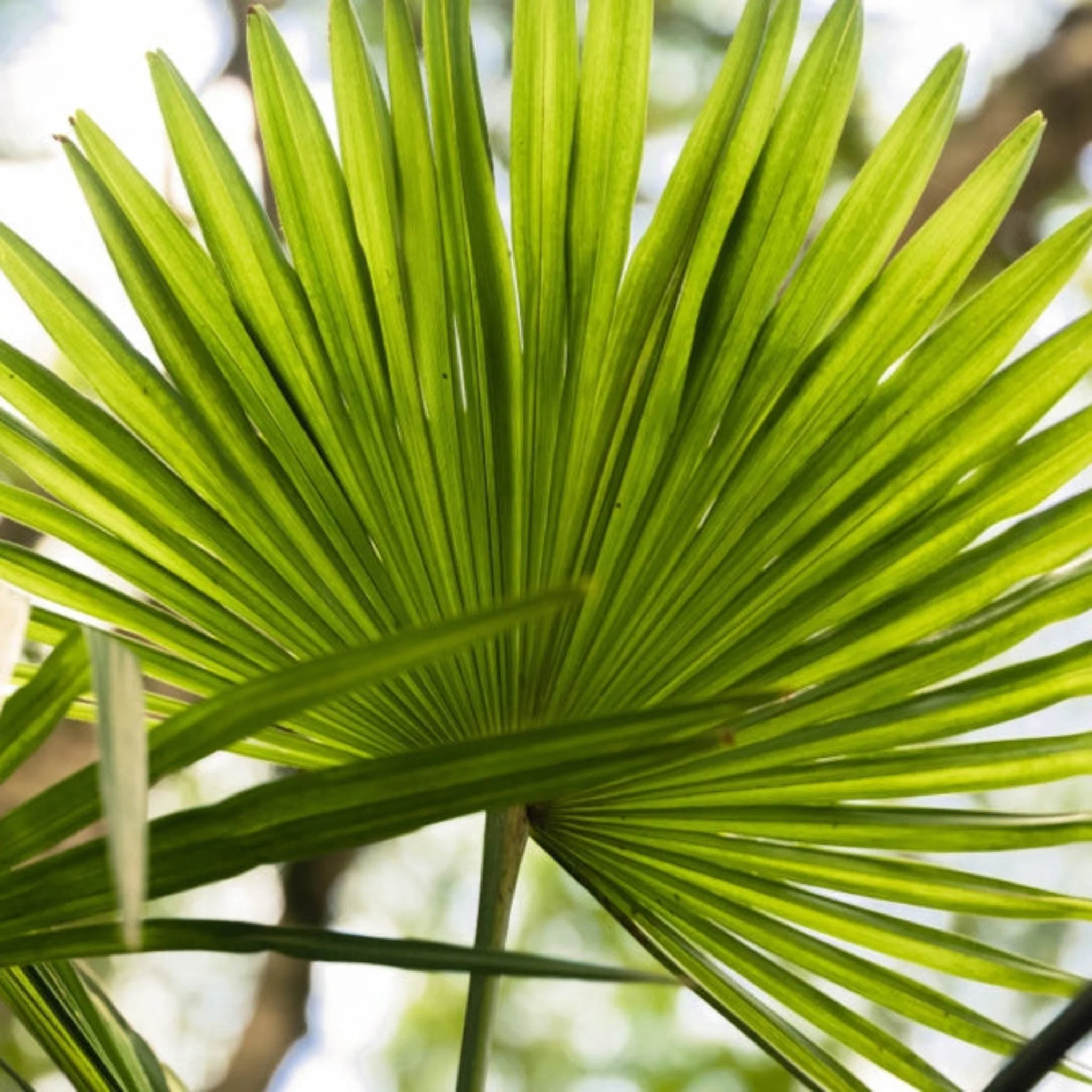 Chinese Fan Palm - Image 2