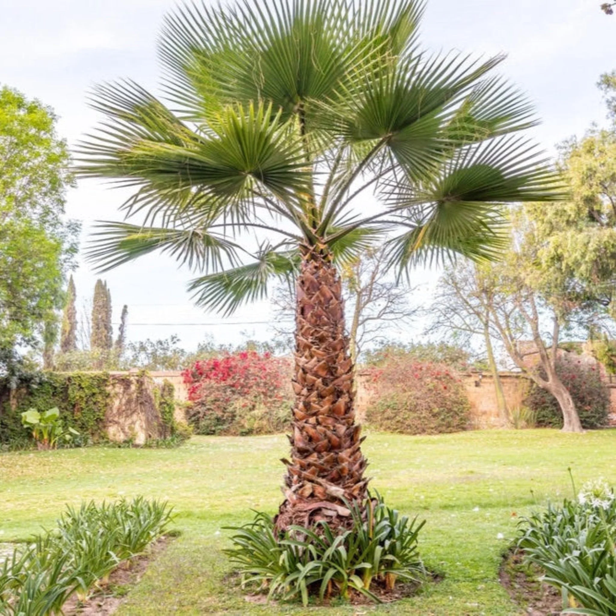 Chinese Fan Palm - Image 3
