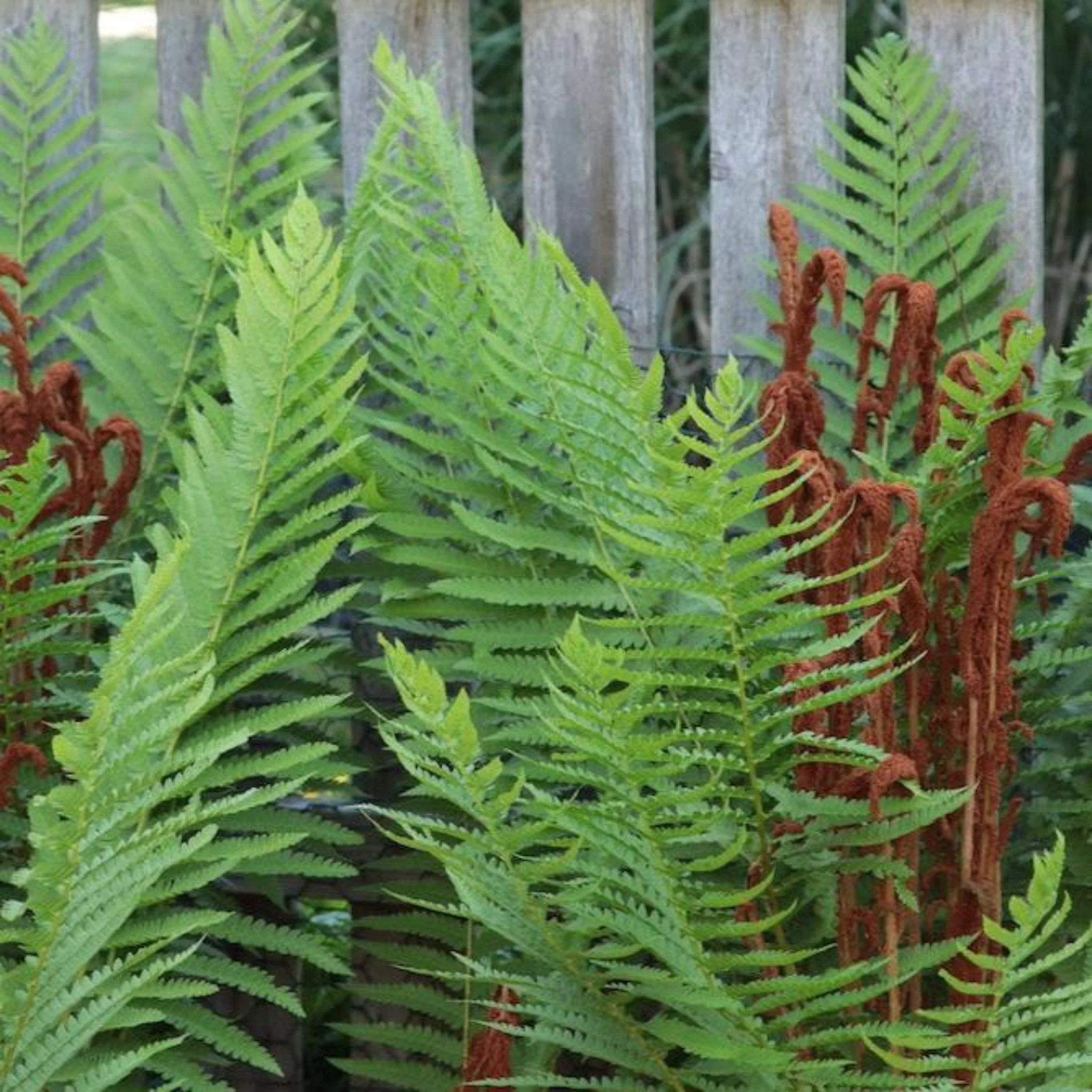 Cinnamon Fern - Image 2