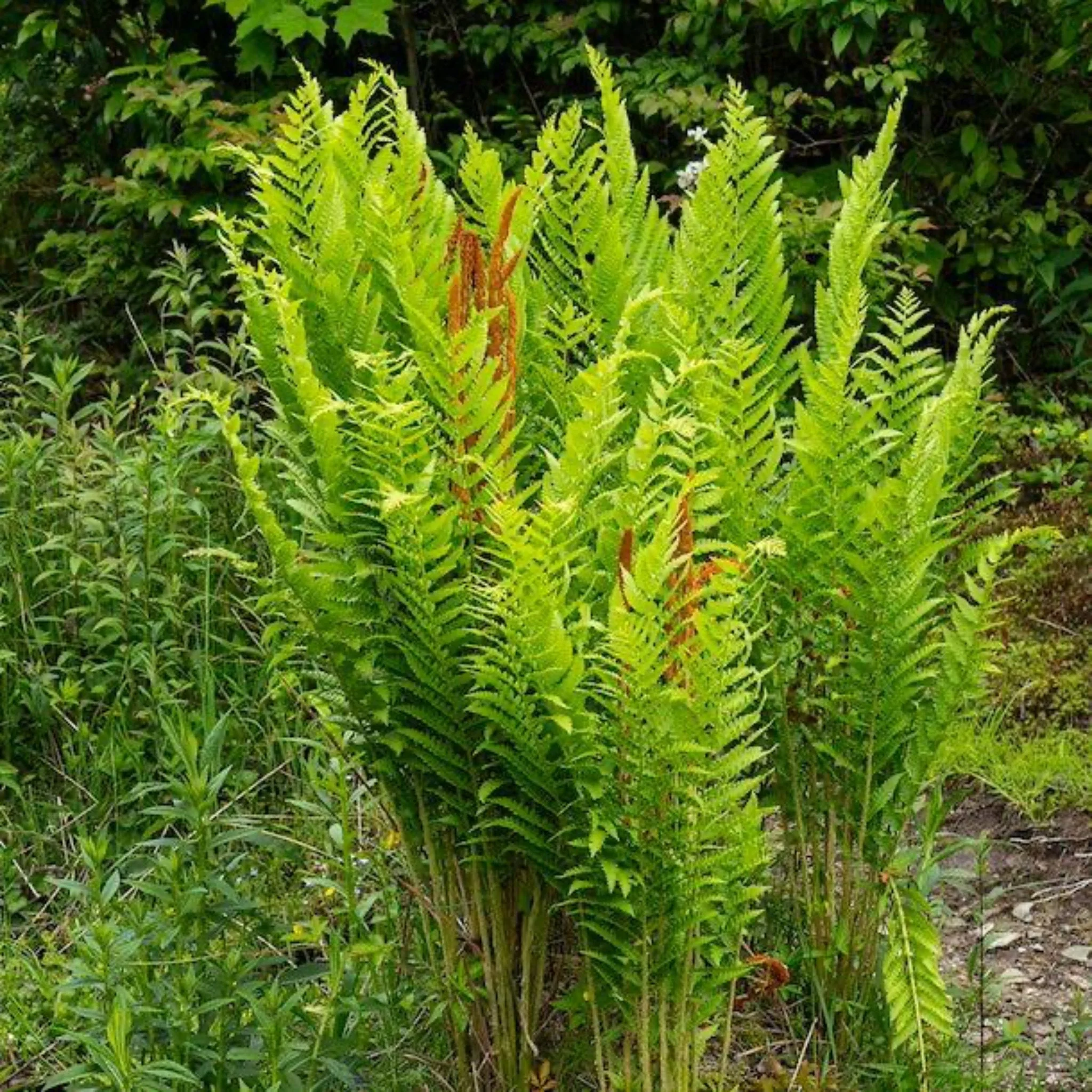 Cinnamon Fern - Image 3