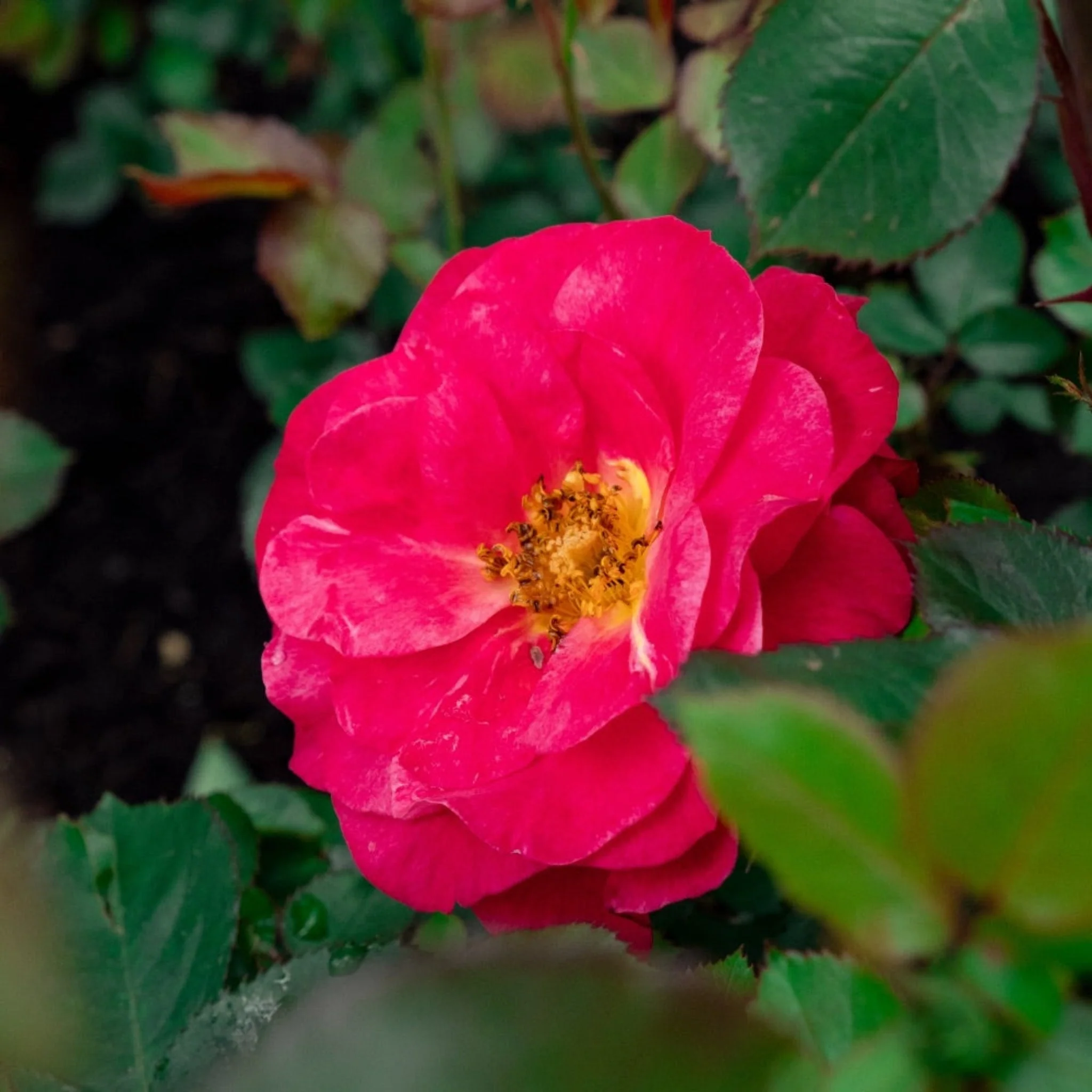 Cinnamon Hearts™ Rose - Image 2