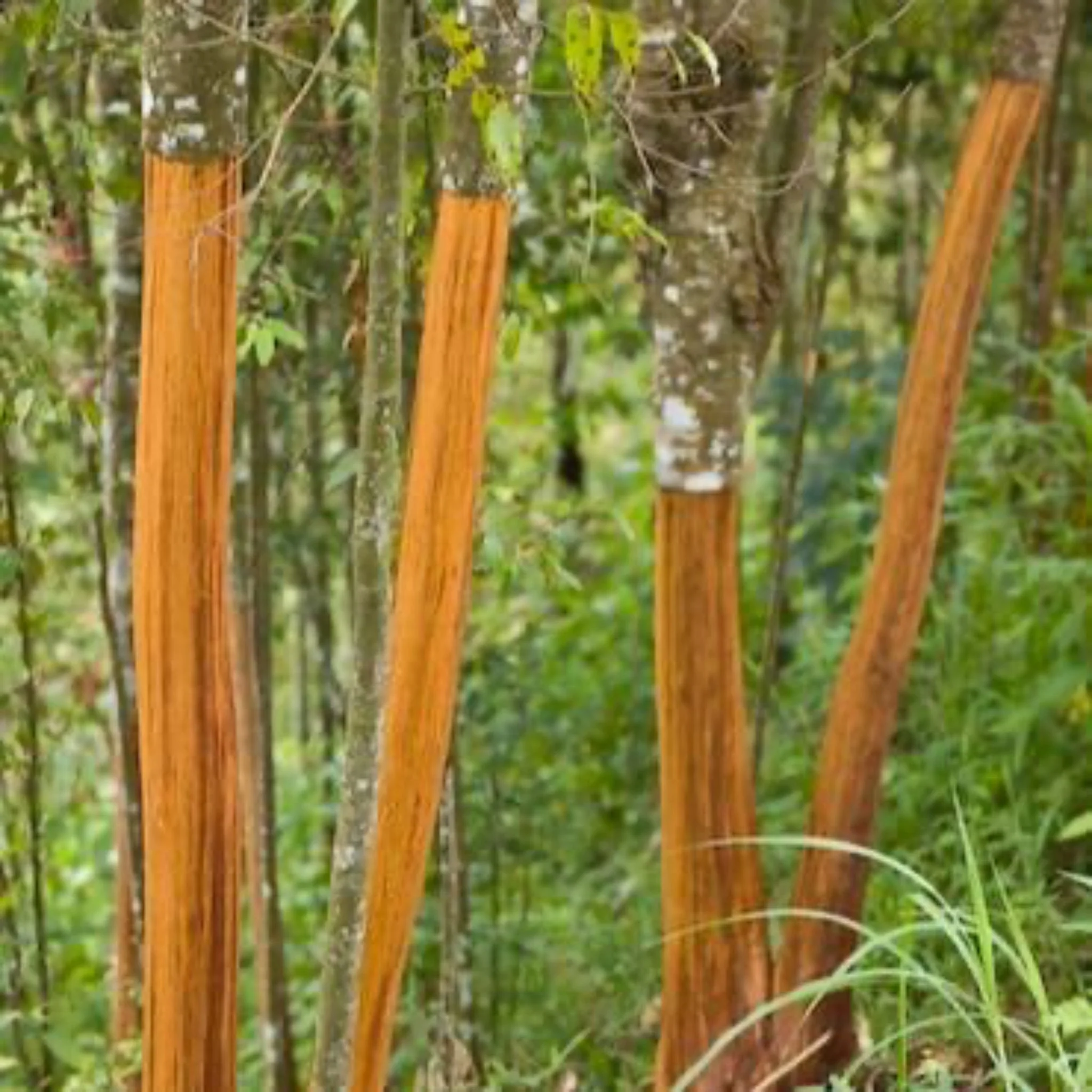 Cinnamon Tree - Image 2