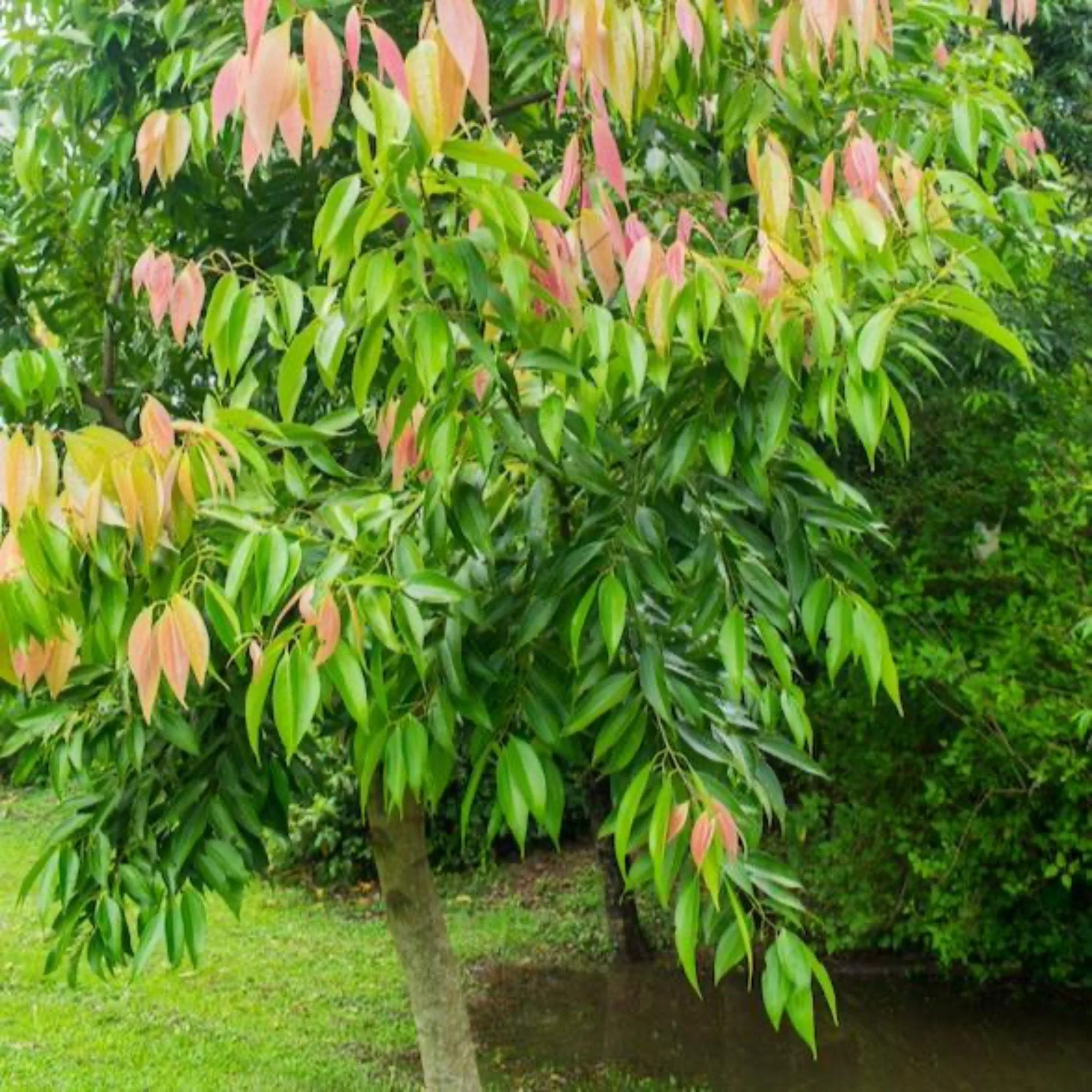 Cinnamon Tree - Image 4