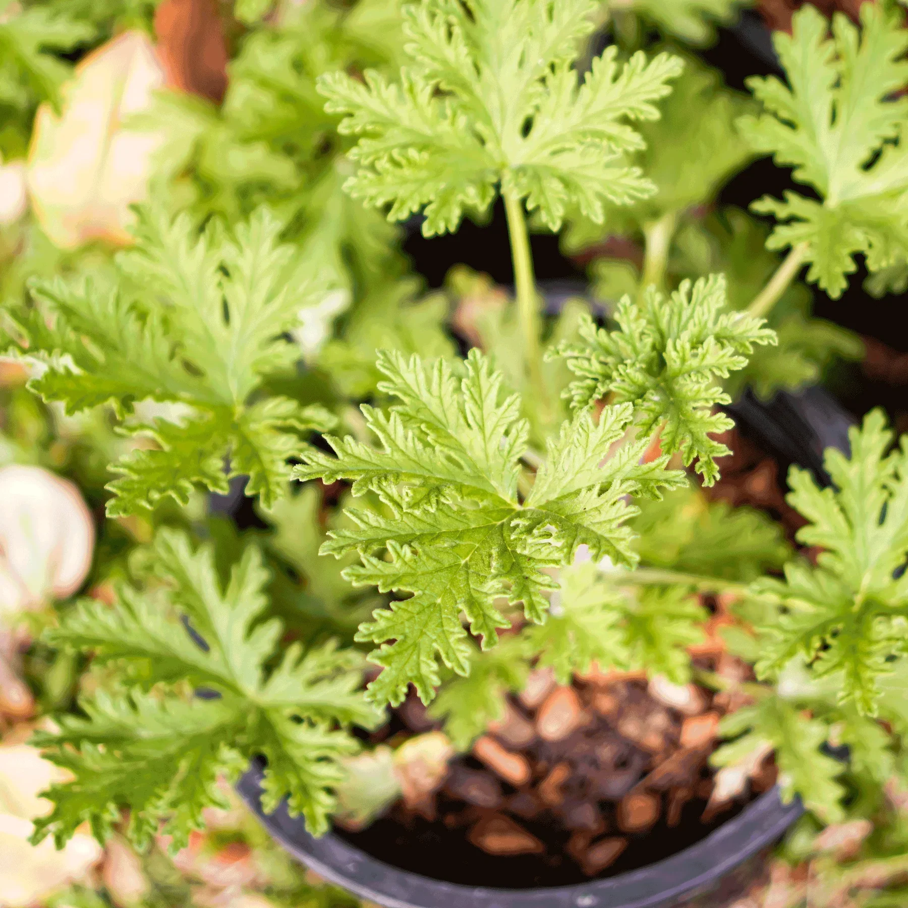 Citronella Bush - Image 2