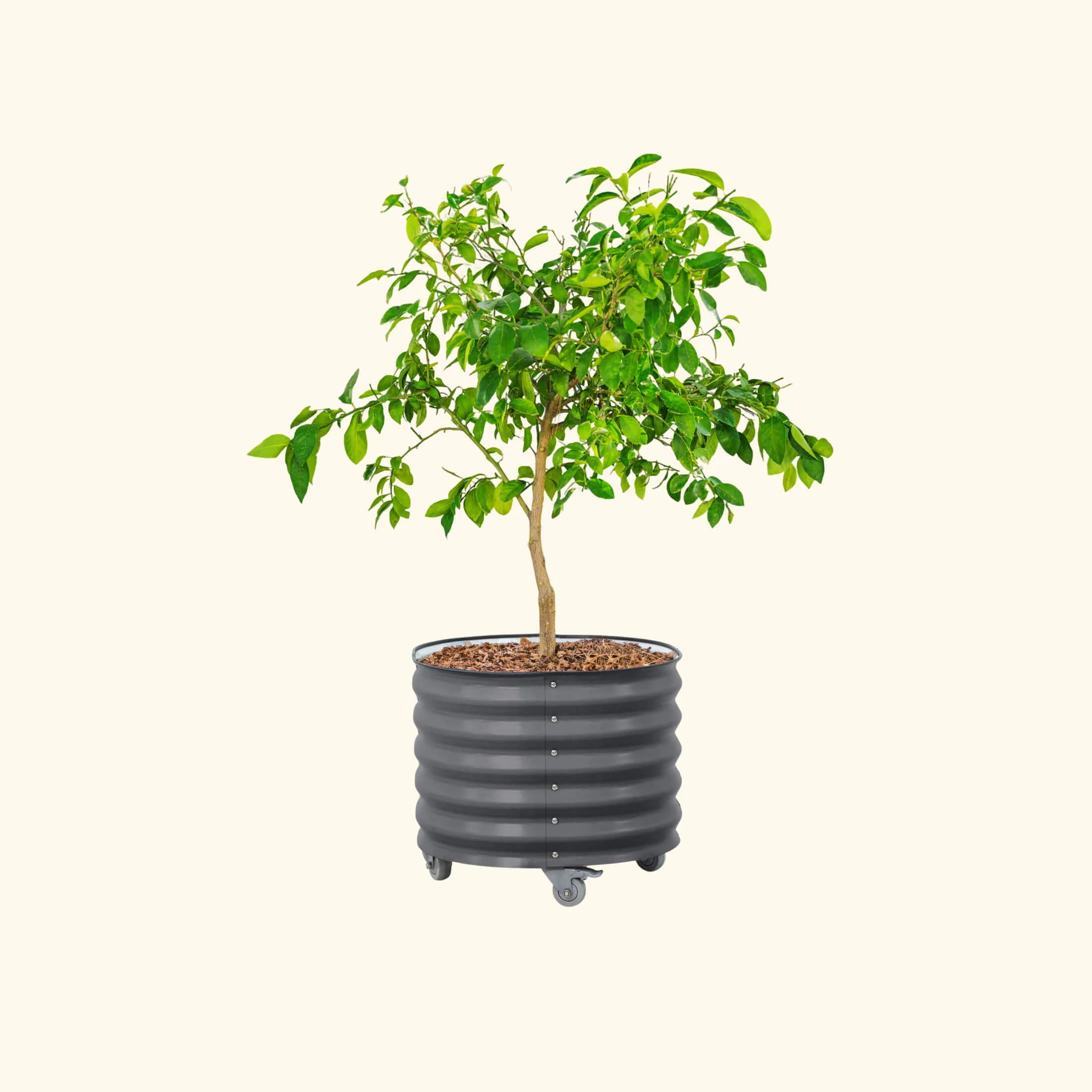 Classic Rolling Citrus Tree Planter - 30 Gallon - Image 3