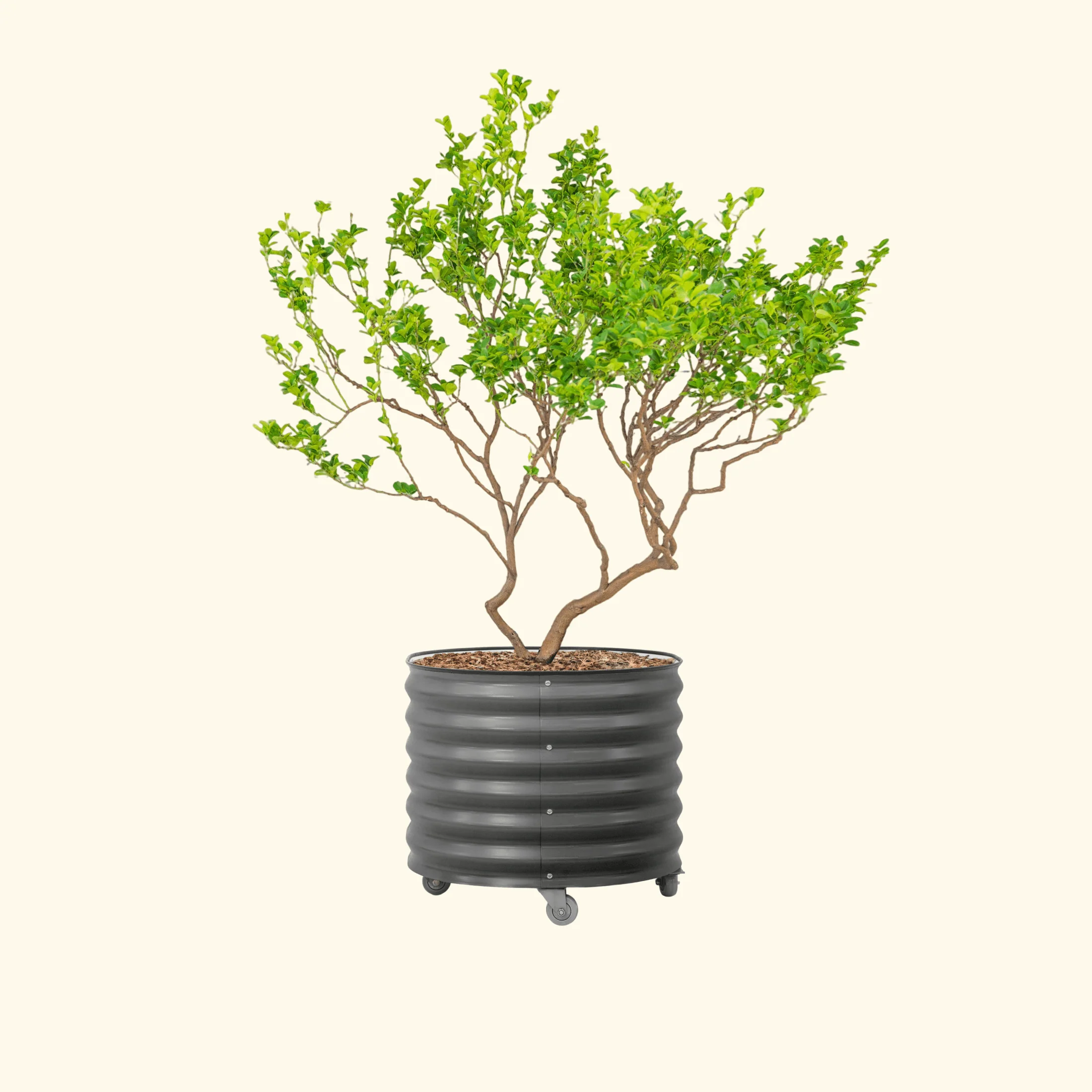 Classic Rolling Citrus Tree Planter - 45 Gallon - Image 3