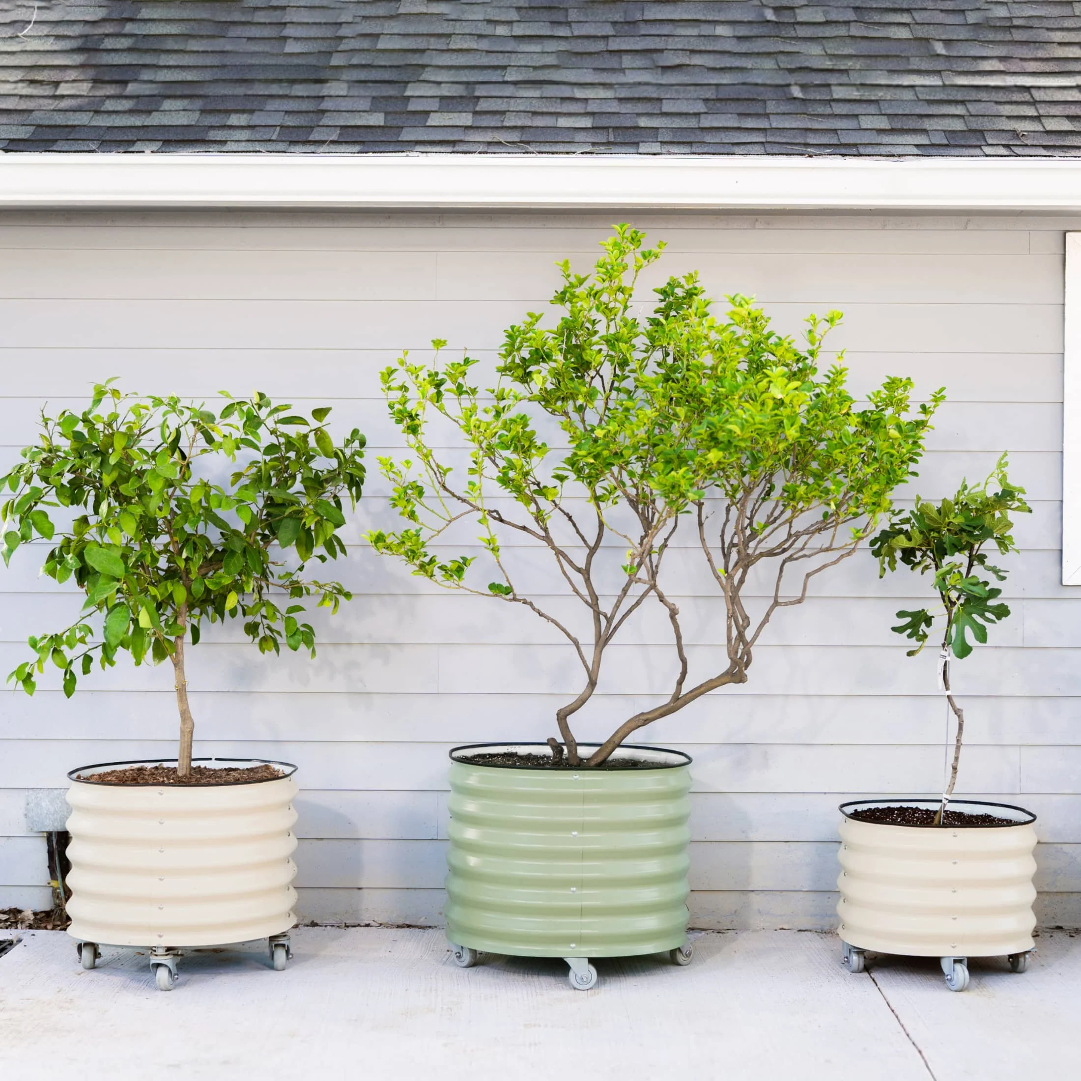 Classic Rolling Citrus Tree Planter - 20 Gallon - Image 11