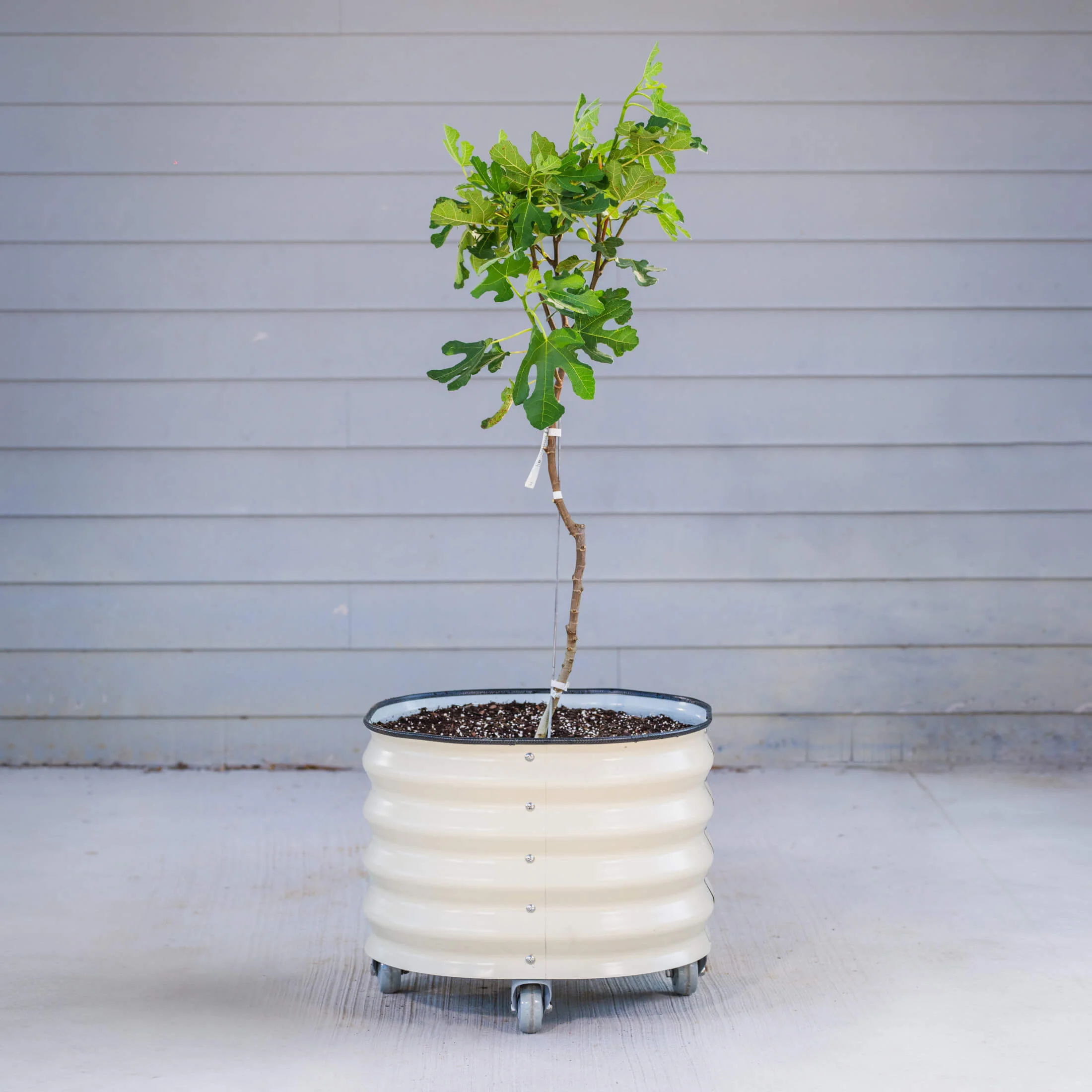 Classic Rolling Citrus Tree Planter - 20 Gallon - Image 14