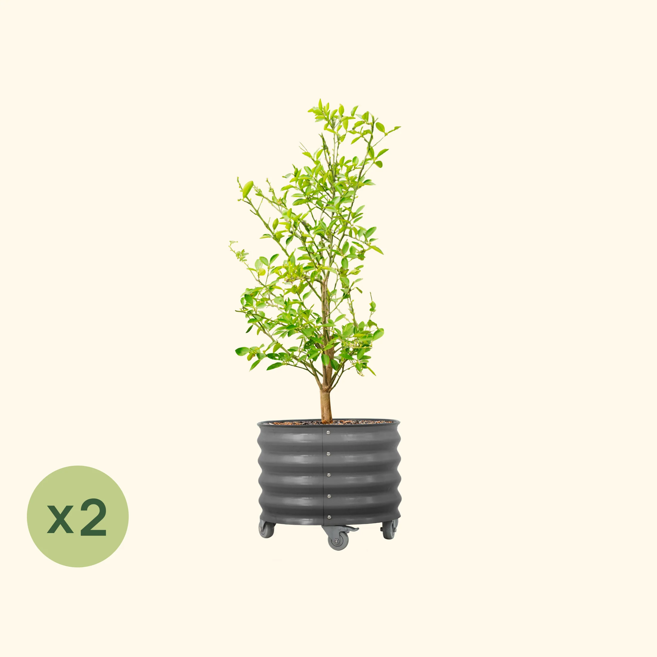 Classic Rolling Citrus Tree Planter - 2 Pack (20 Gallon) - Image 3