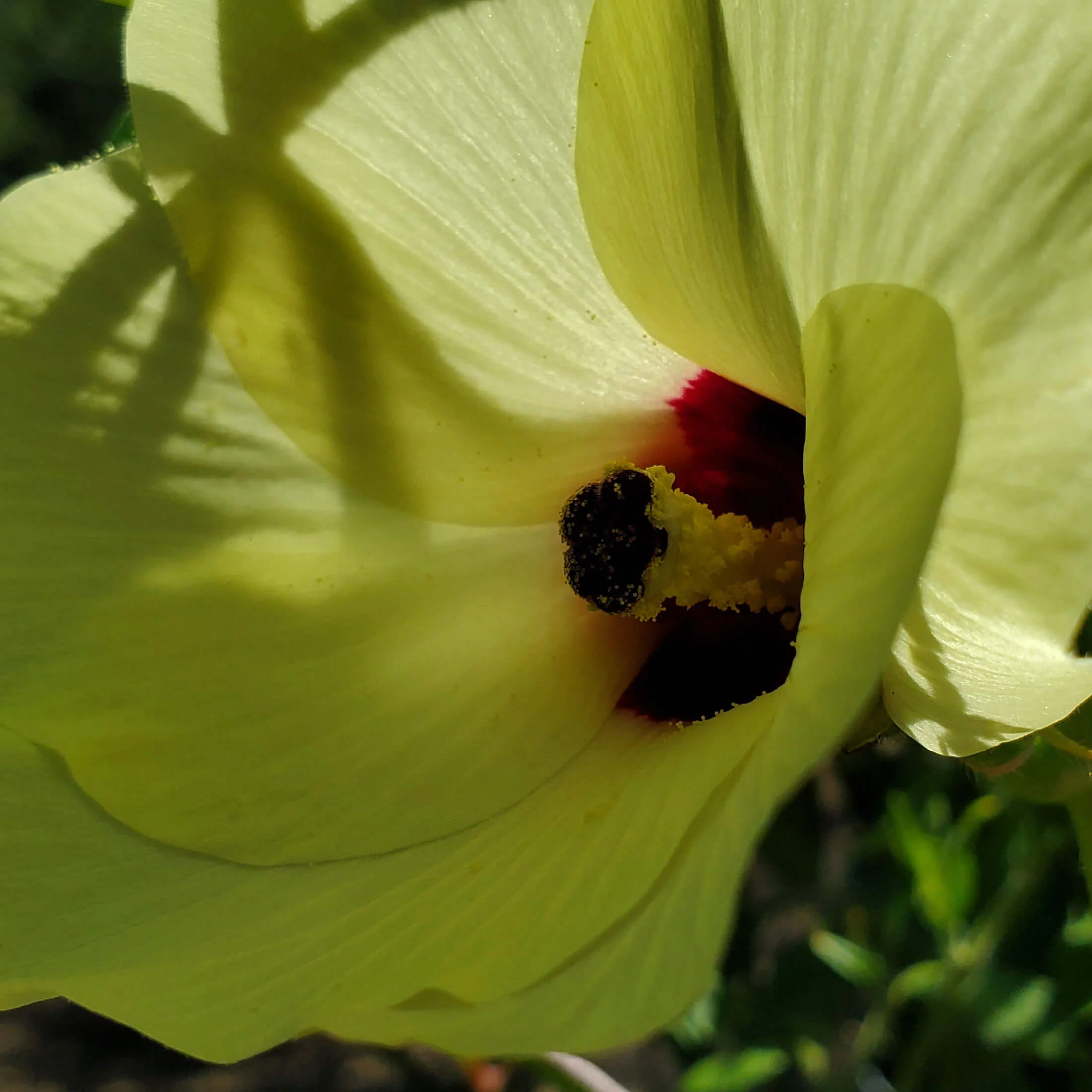 Clemson Spineless Okra Seedling - Image 10