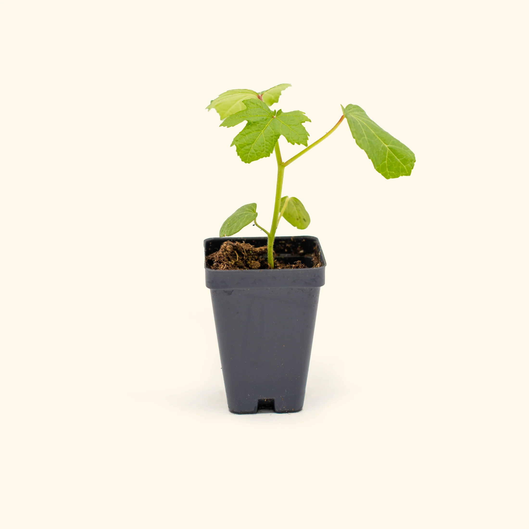 Clemson Spineless Okra Seedling - Image 2