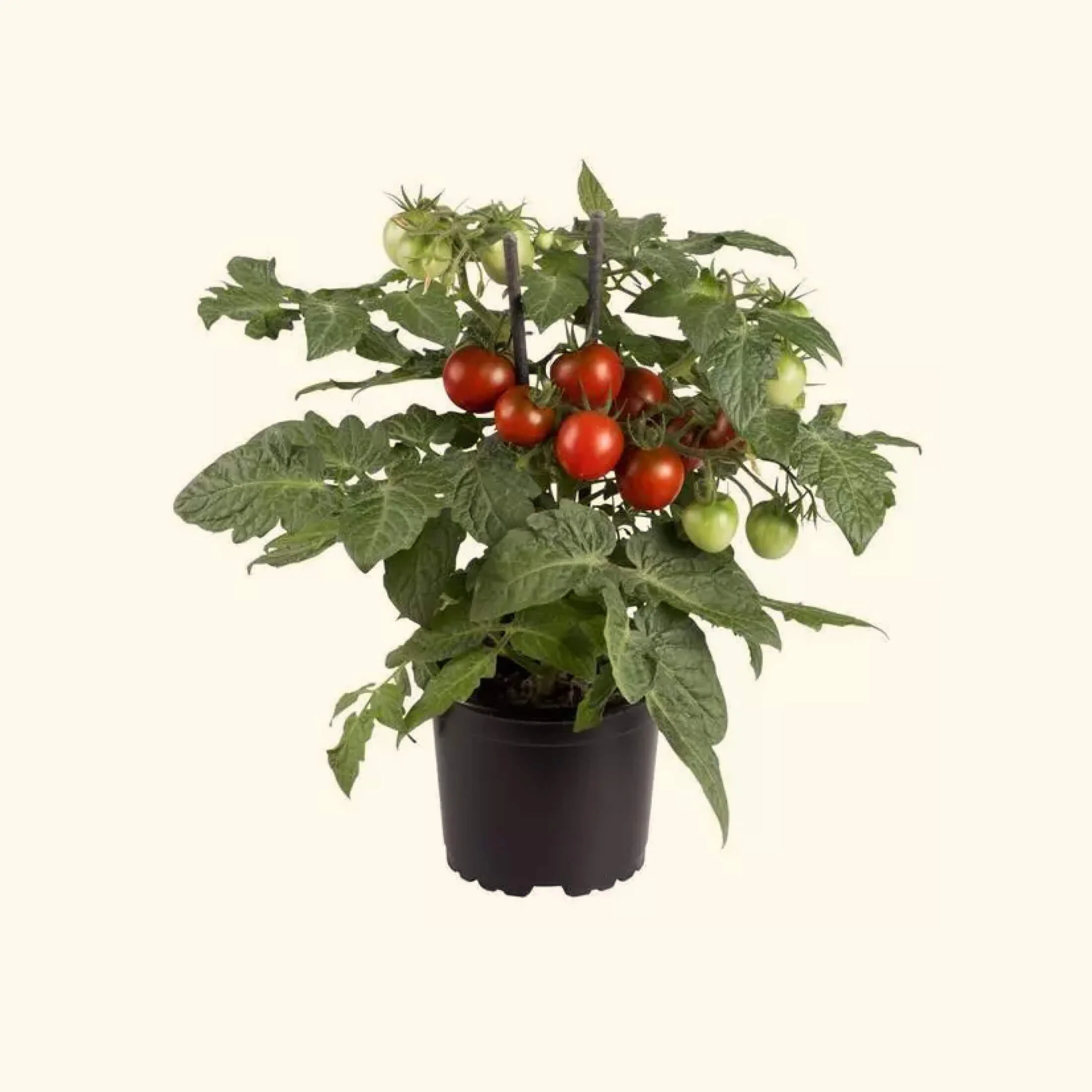 Kitchen Minis™ Cocoa Tomato Seedling - Image 5