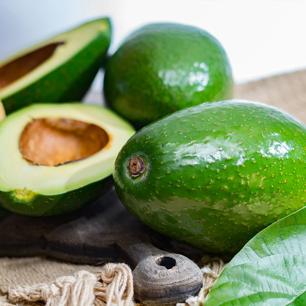 Cold Hardy Avocado Tree - Image 2