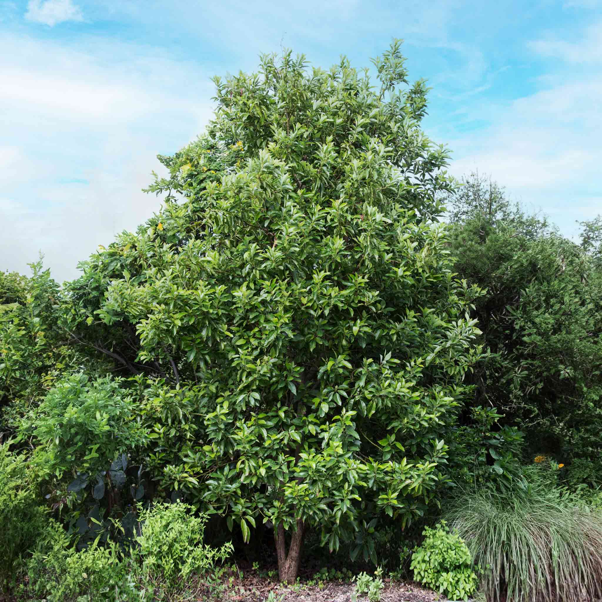 Cold Hardy Avocado Tree - Image 3