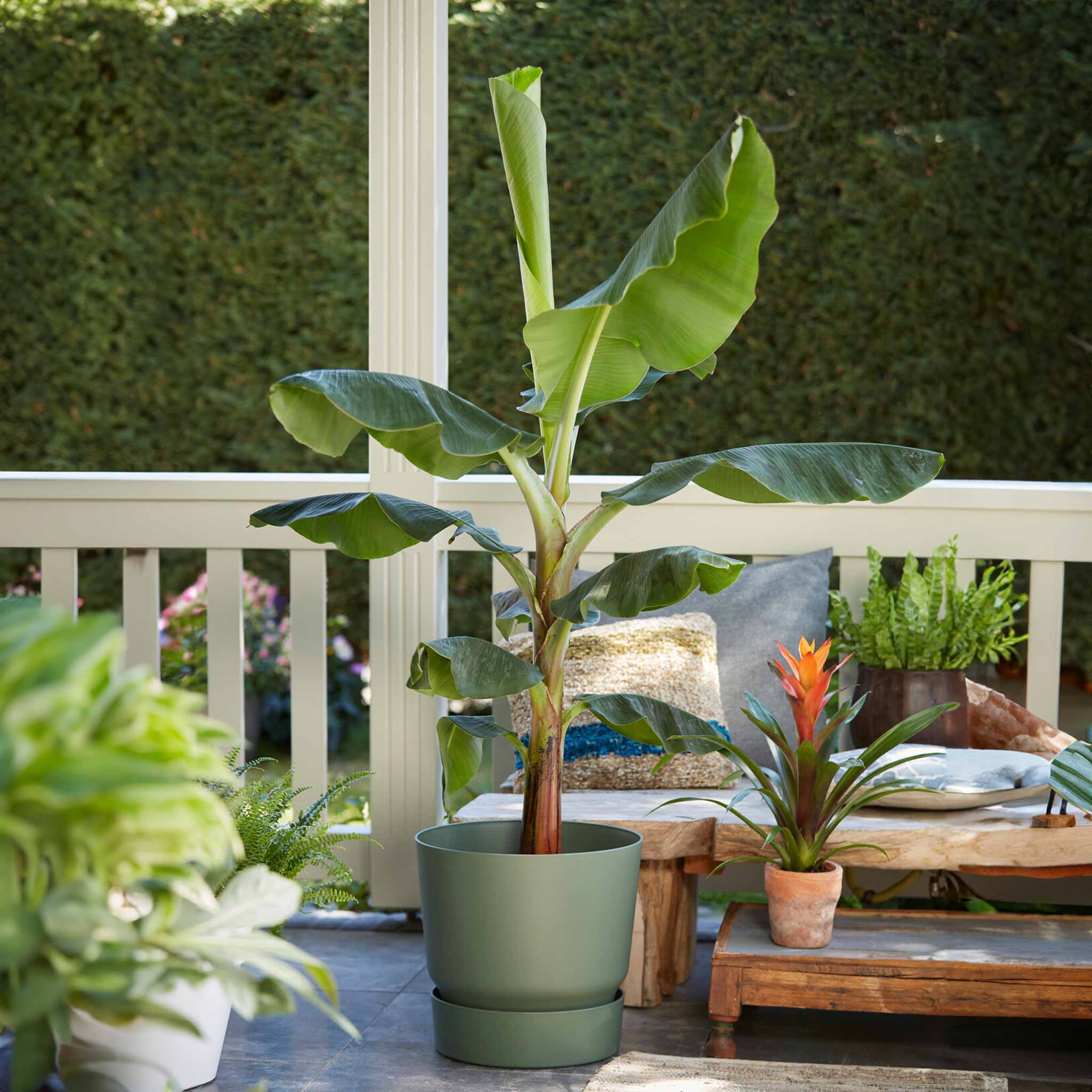 Cold Hardy Banana Tree - Image 2