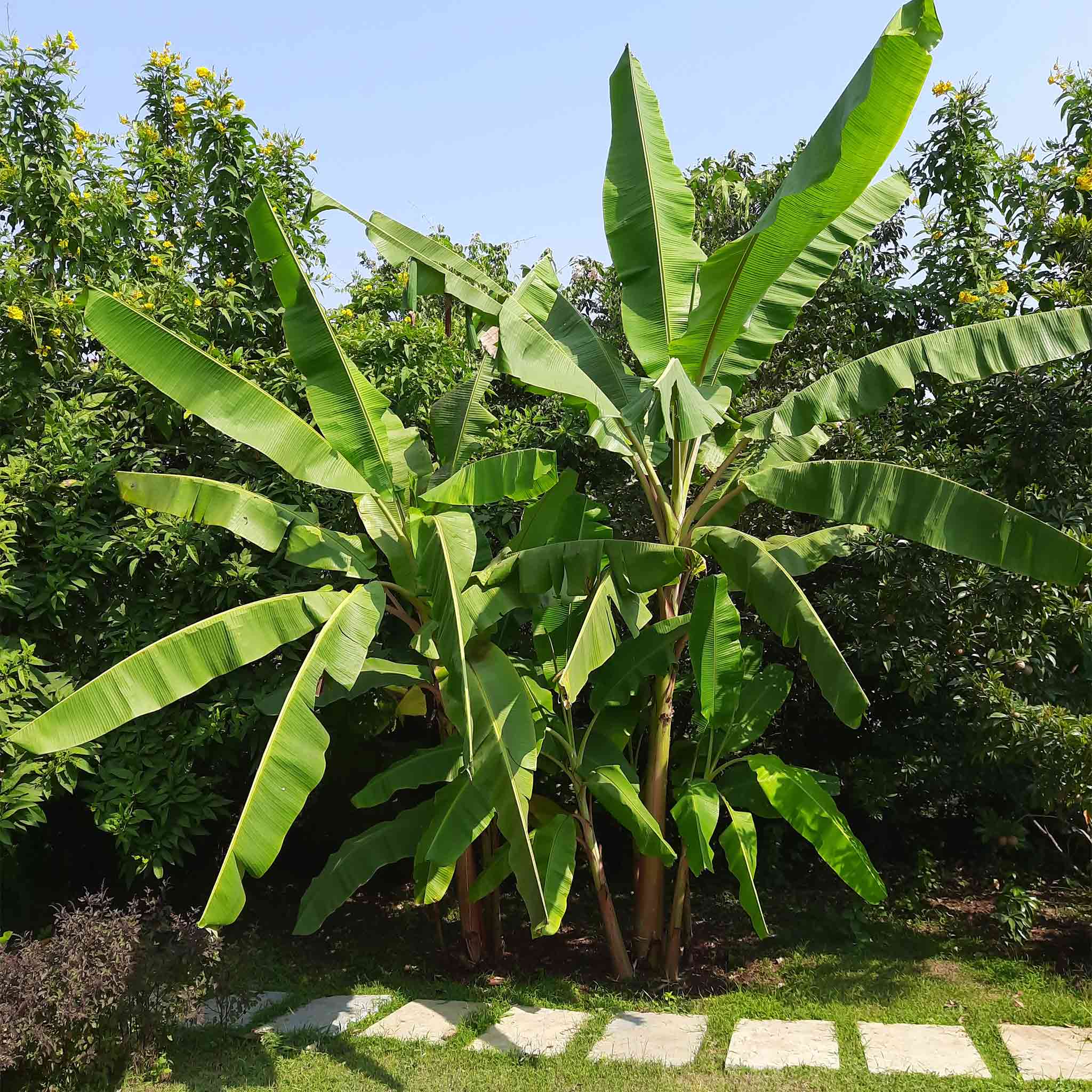 Cold Hardy Banana Tree - Image 3