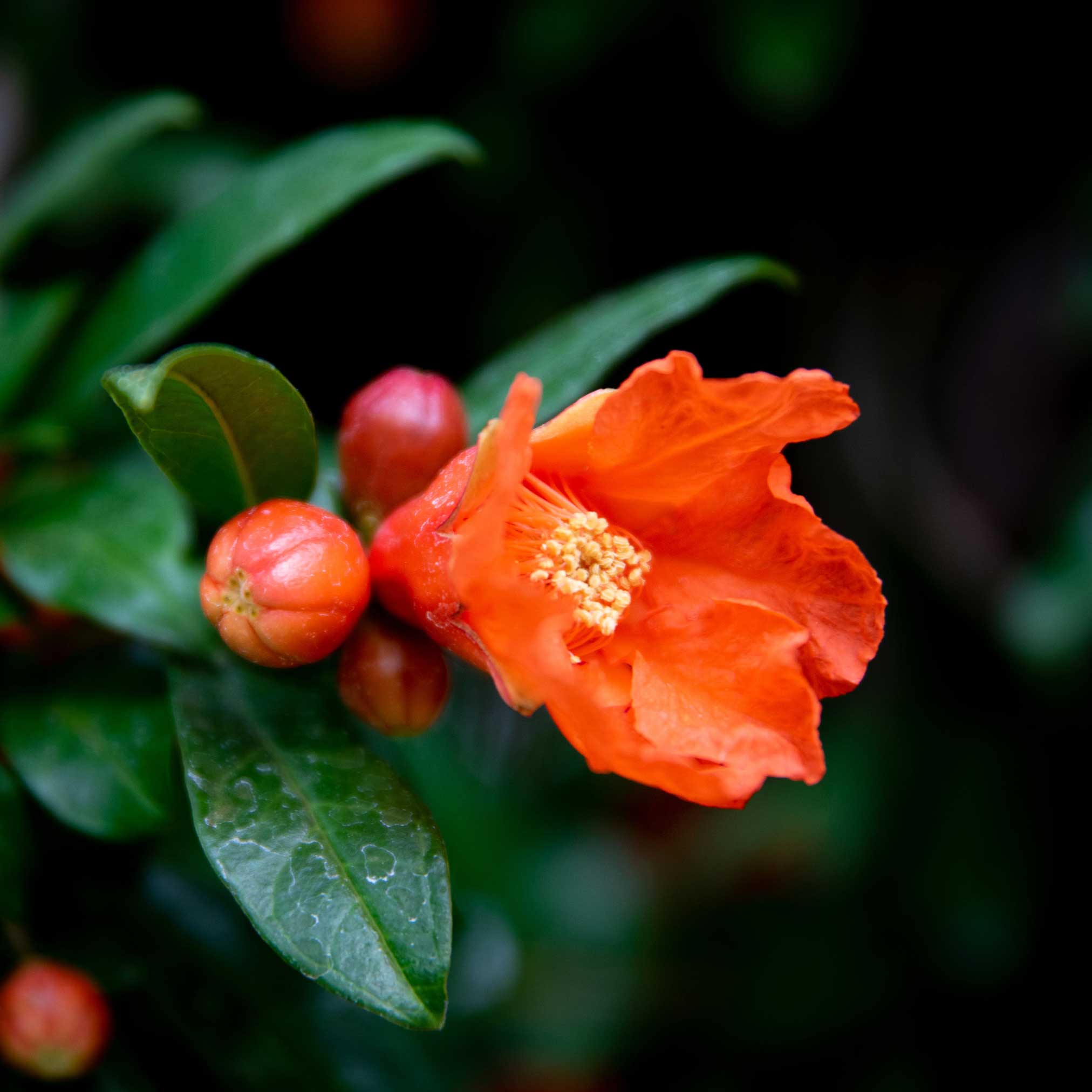 Cold Hardy Red Pomegranate - Image 2