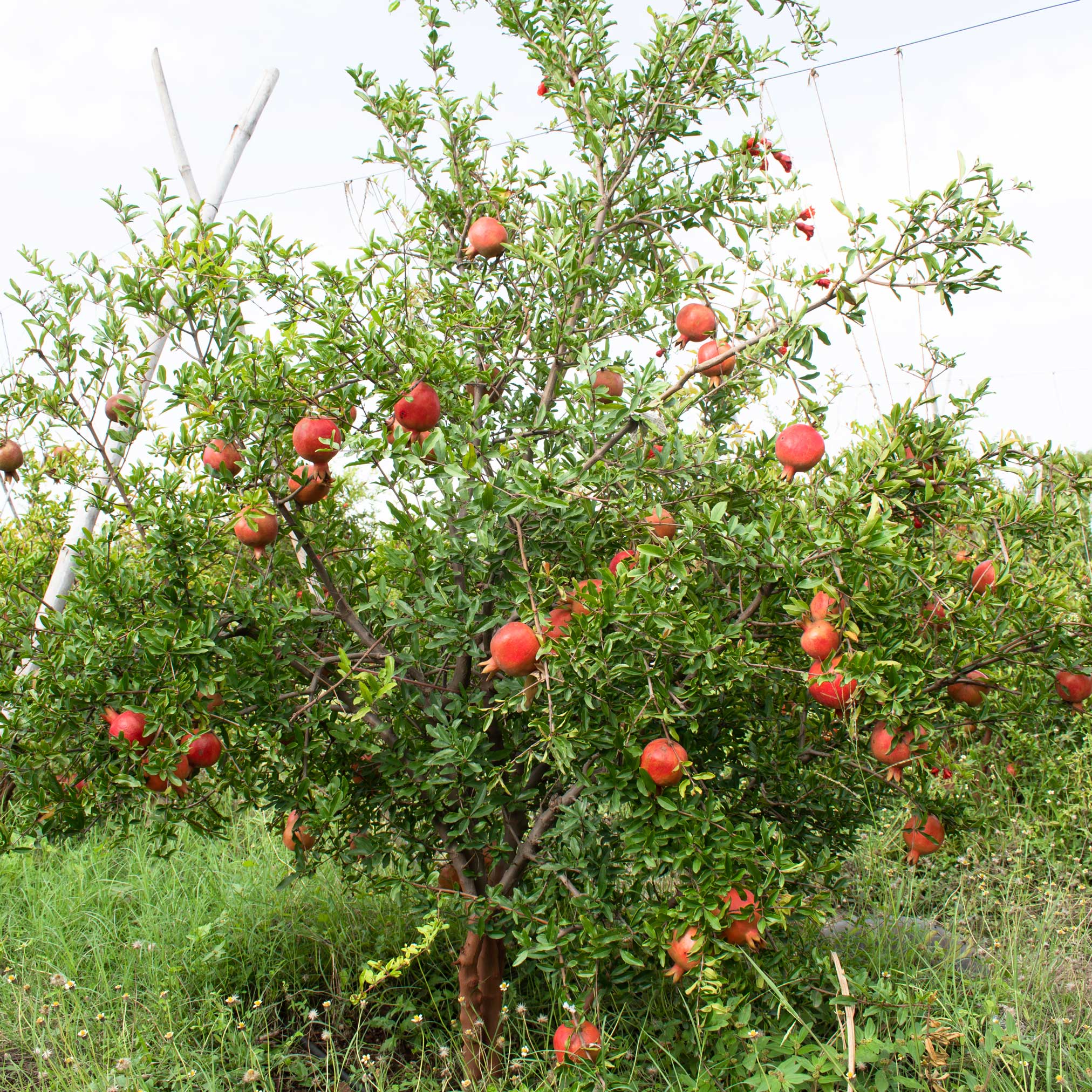 Cold Hardy Red Pomegranate - Image 3