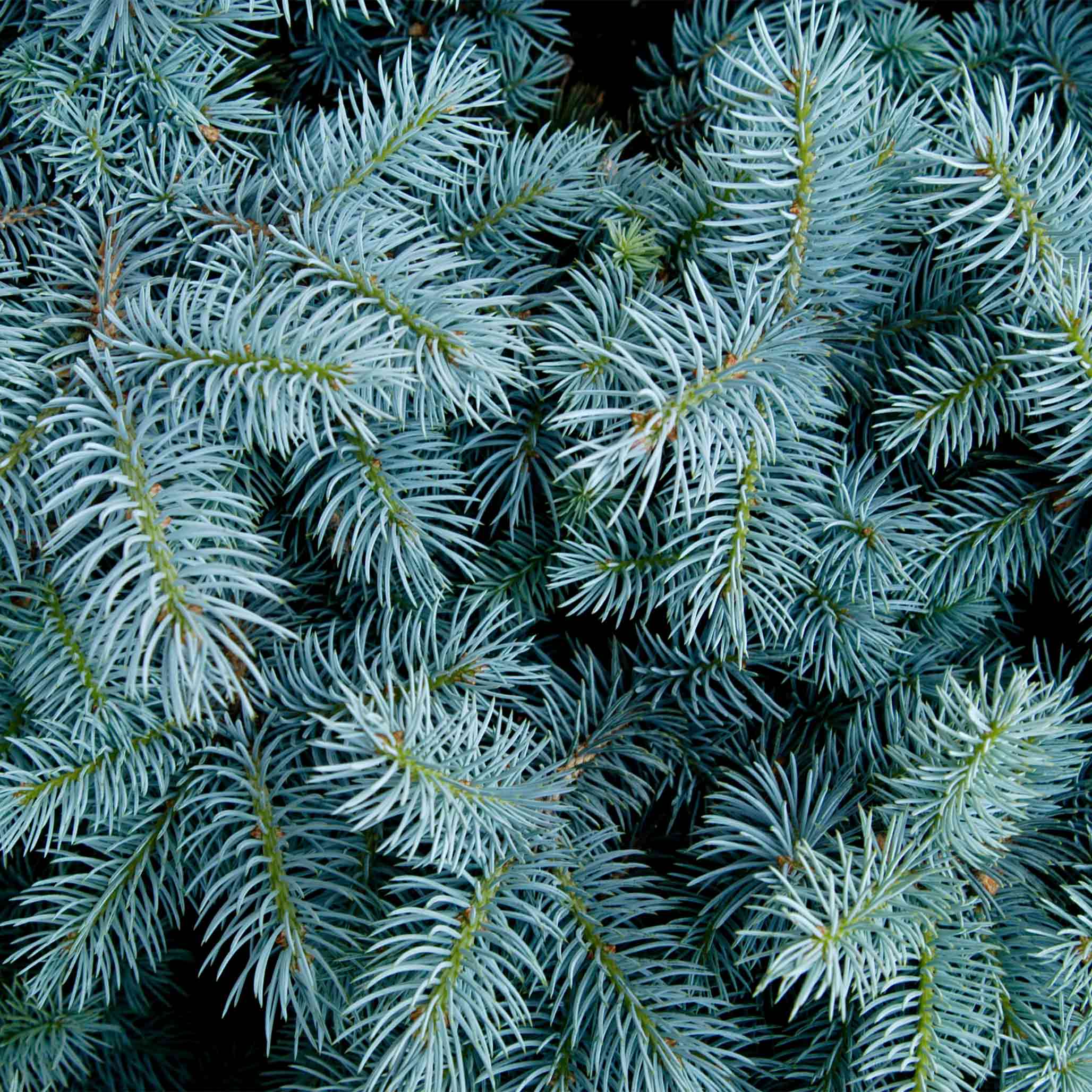 Colorado Blue Spruce - Image 2