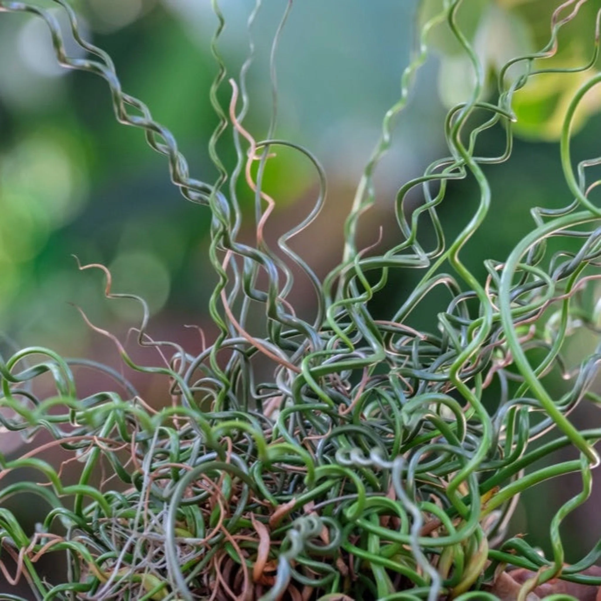 ColorGrass® Twister - Image 2