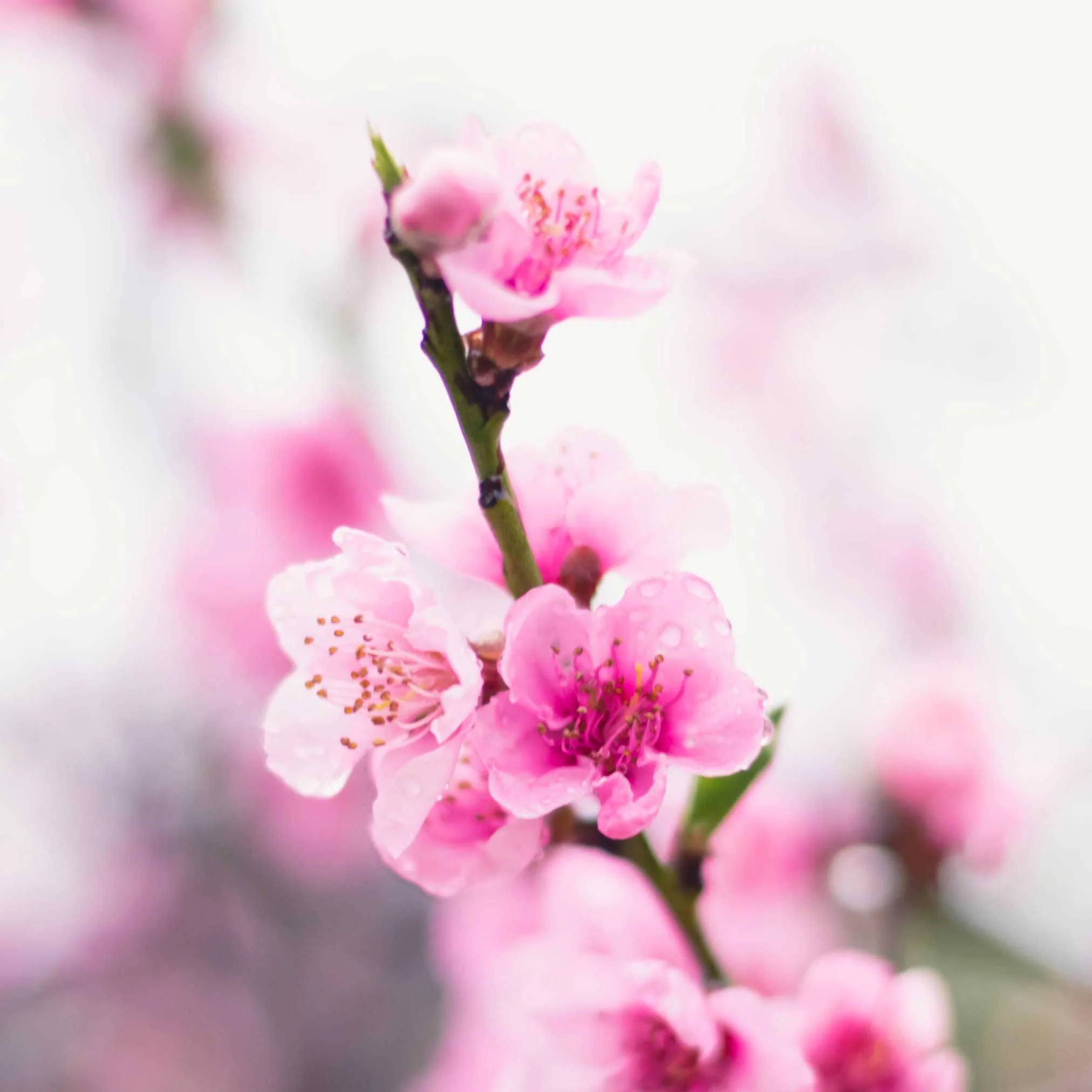Contender Peach - Image 2